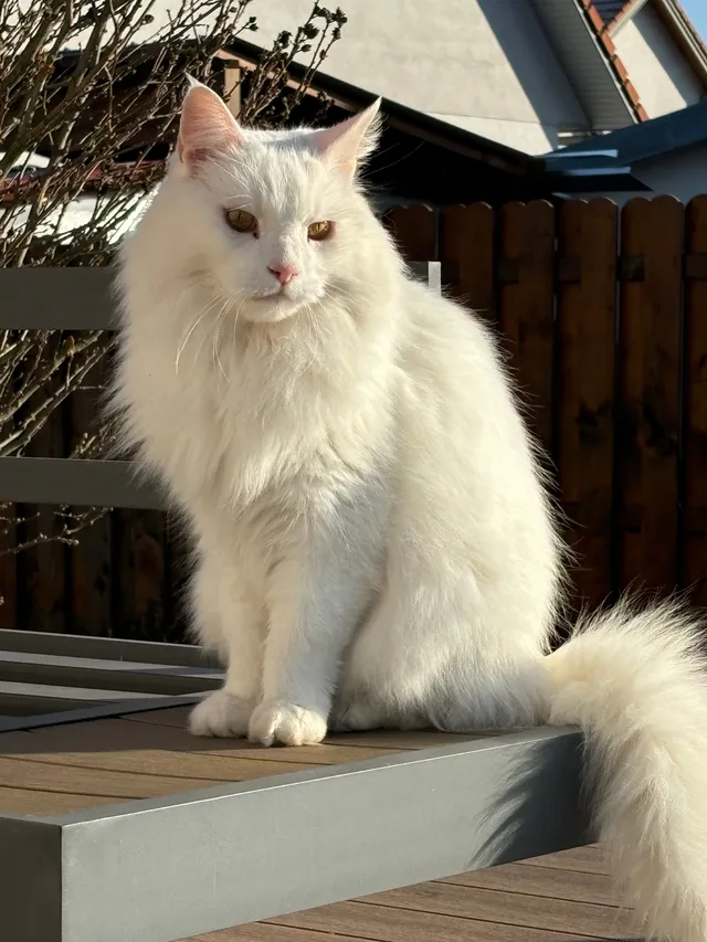 Simba - Karl Wiesinger-Straße, Deutsch-Wagram