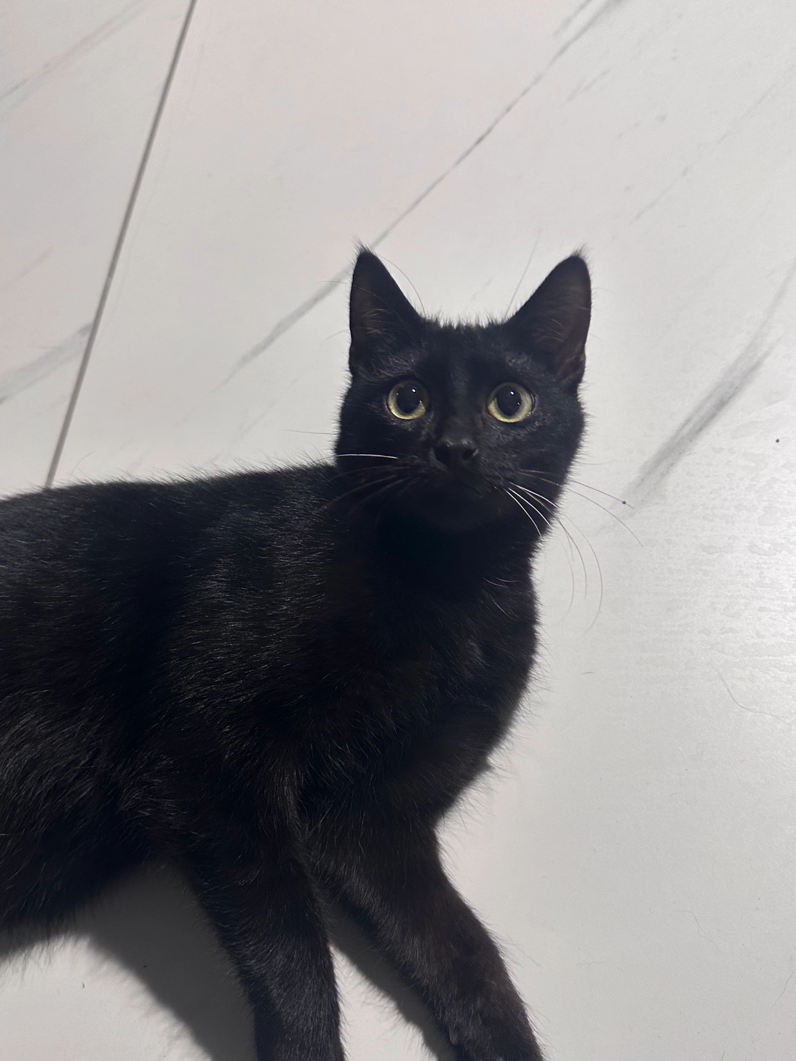 Batman - 184 Avenue Roger Salengro, Vaulx-en-Velin