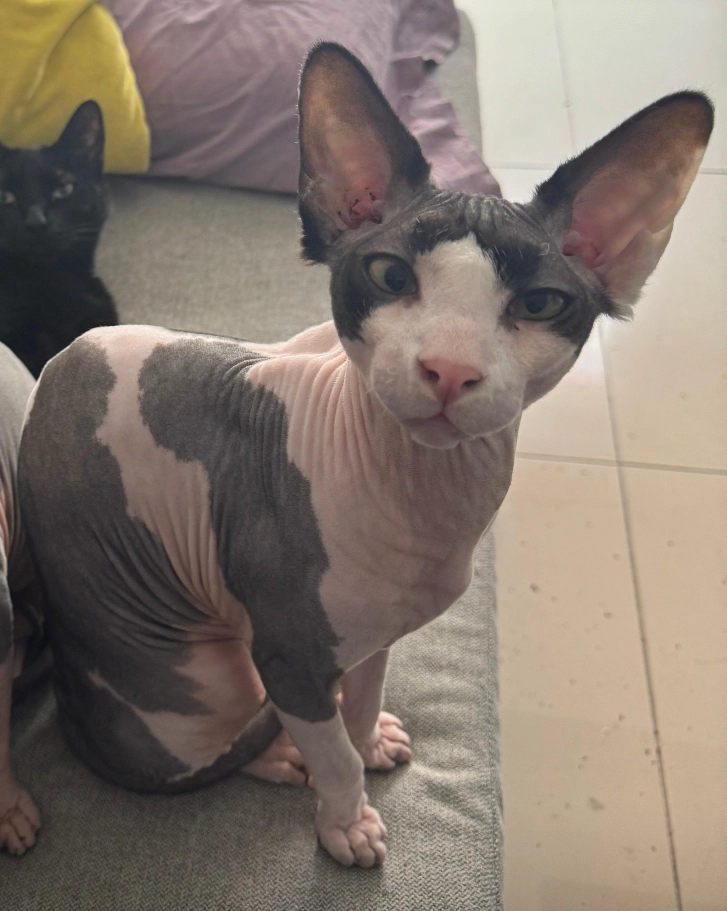 Chiquitín  - Calle de Rafael Alberti 3, Málaga