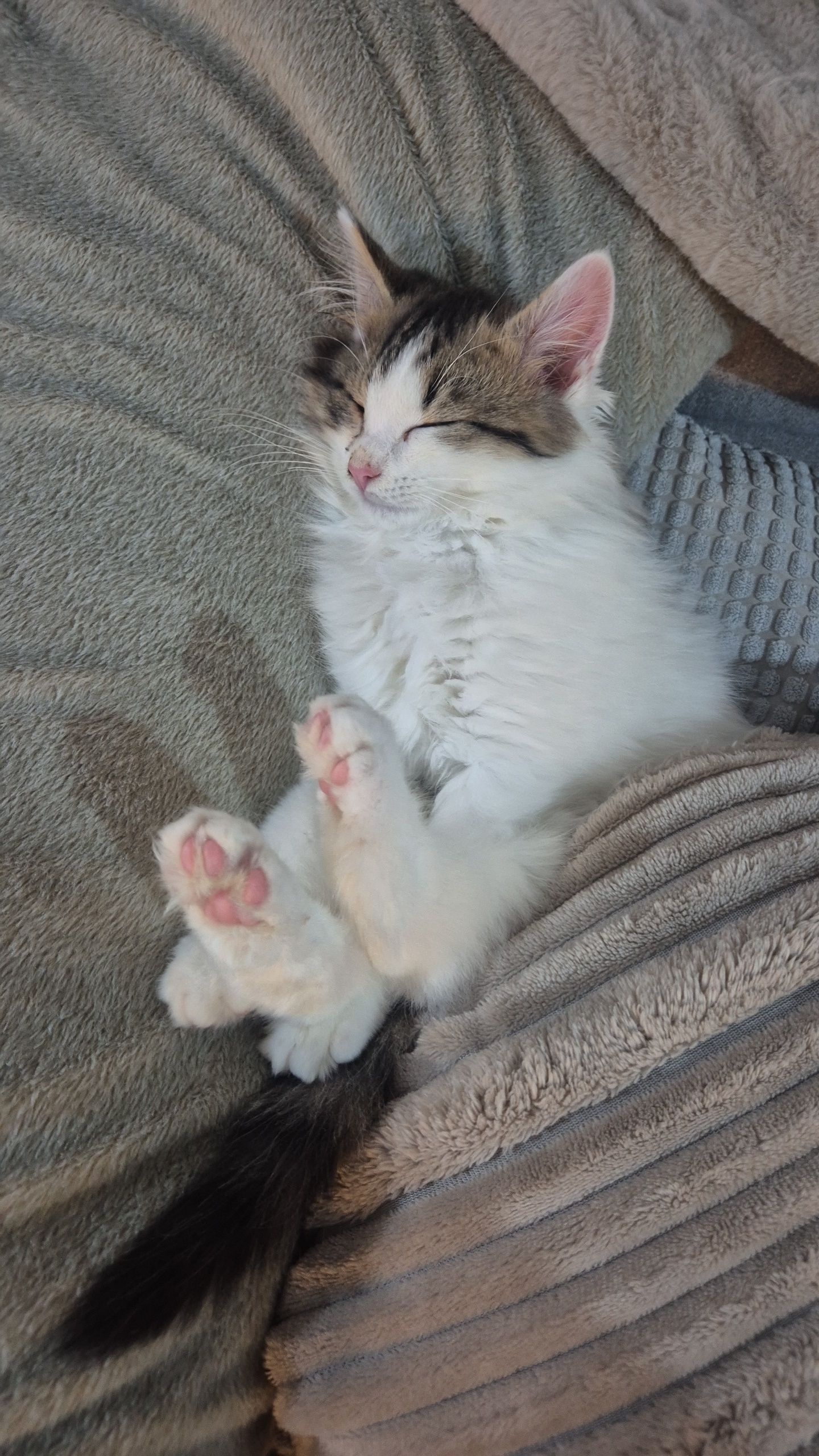 Zizou  - 28 Route de Plessier, Villequier-Aumont