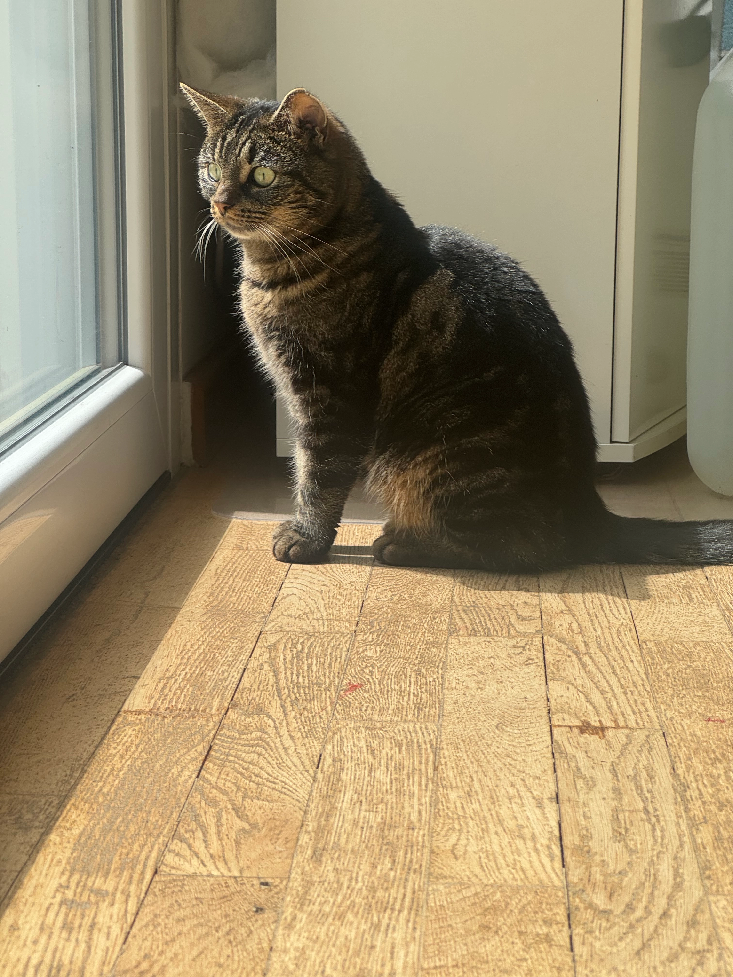 Juno - Andréezeile, Berlin