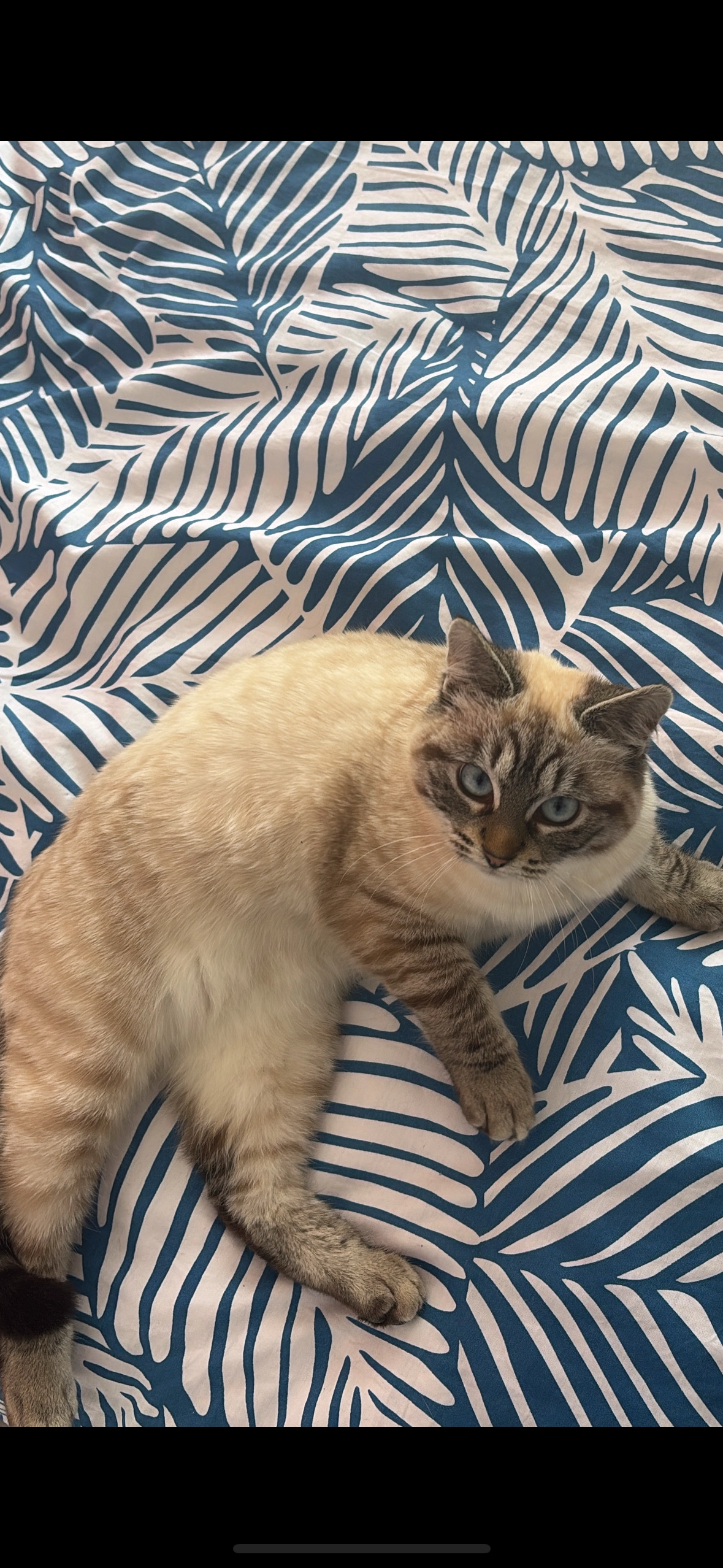 Vanina - 21 Rue de la Filature, Cheniménil