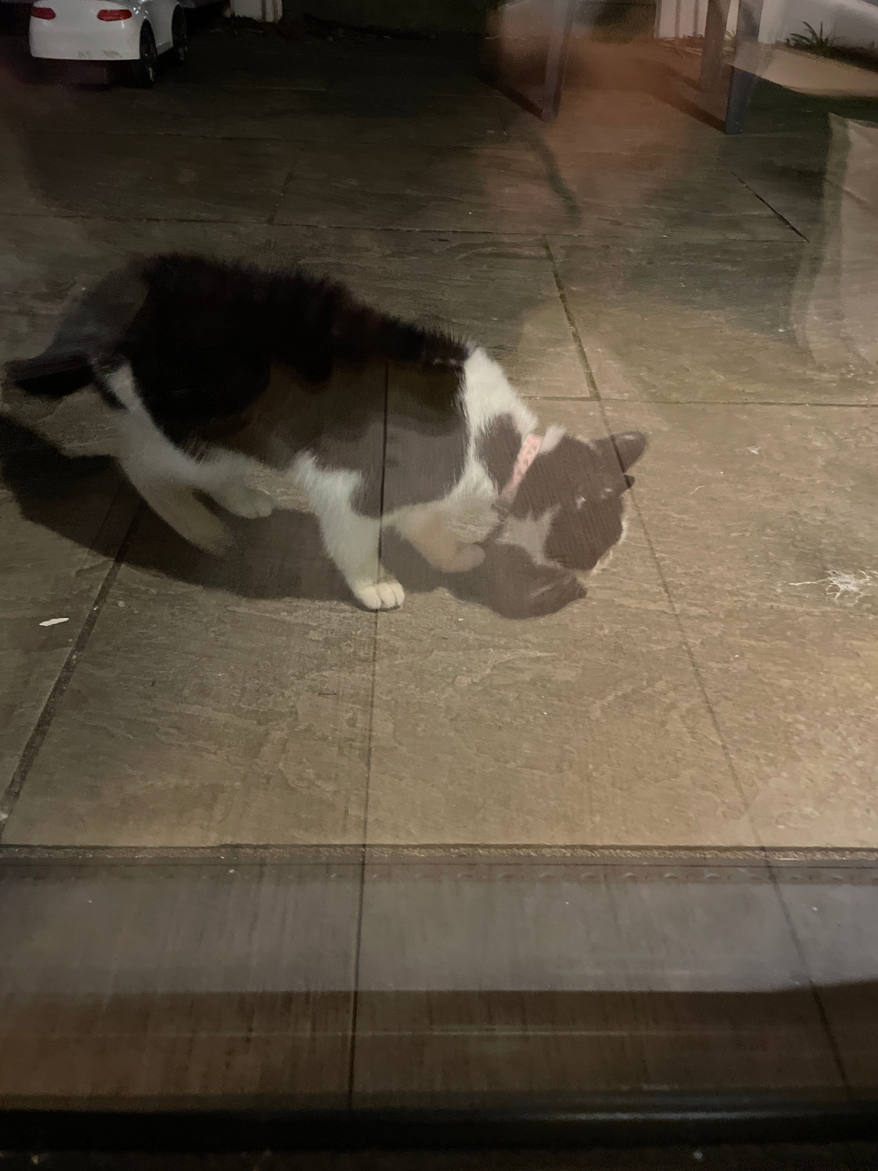 cat - Bradstow Way, Broadstairs