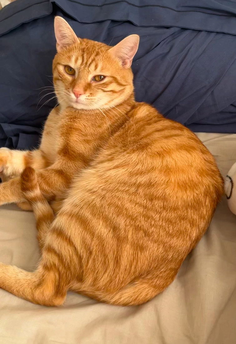 Simba - 26 Rue de la Sablonnière, Dreux