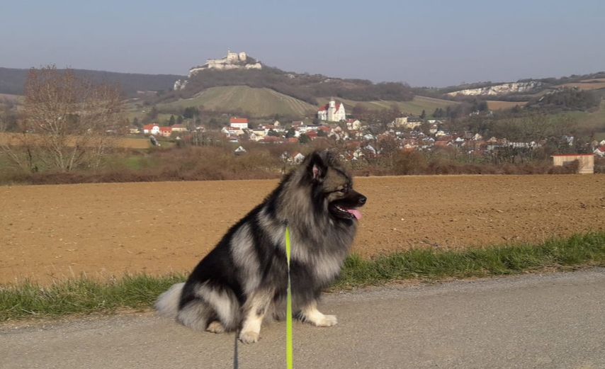 Diggi - Triftberg, Poysdorf