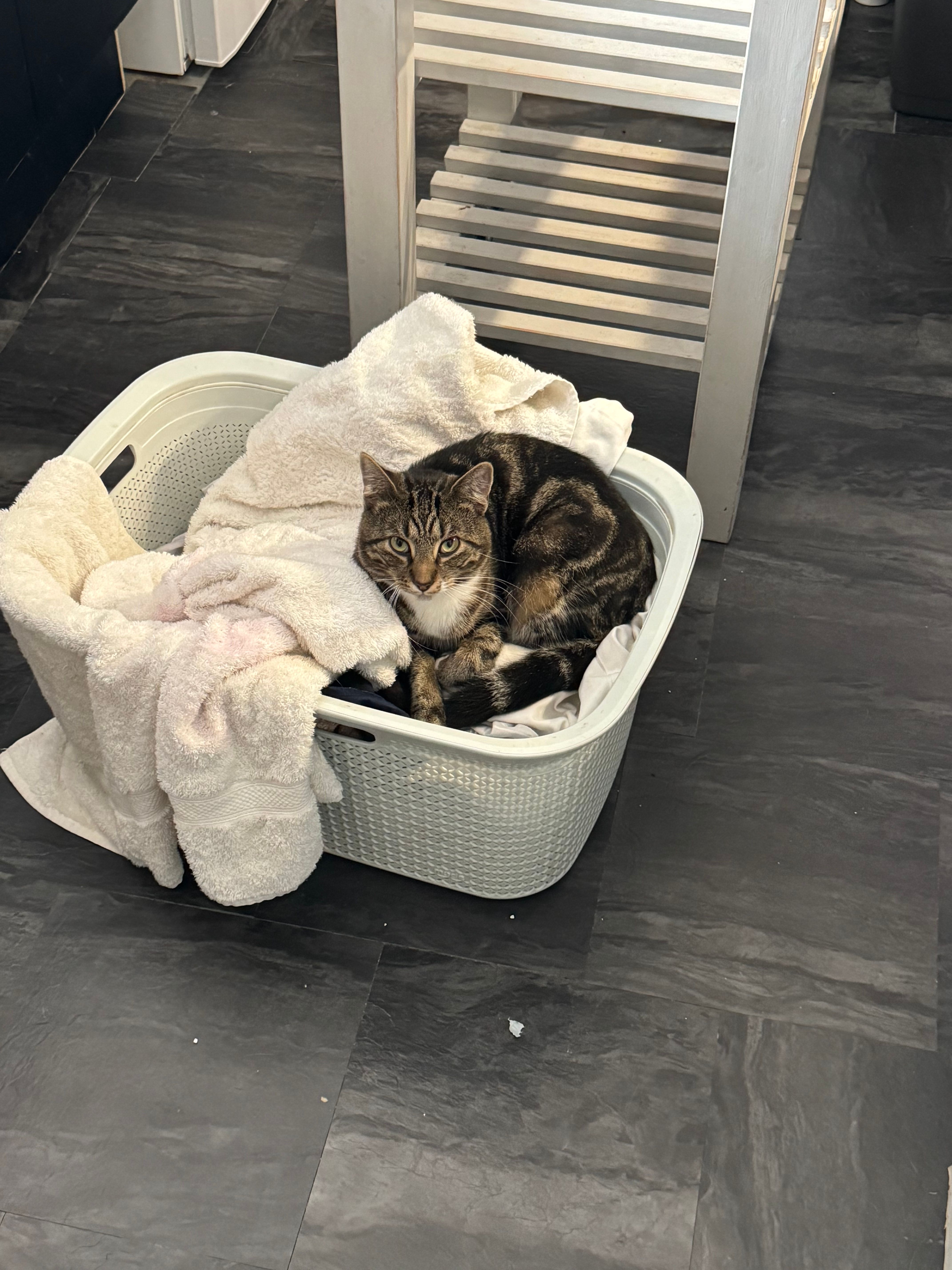 Paddy - Luffs Meadow, Petworth