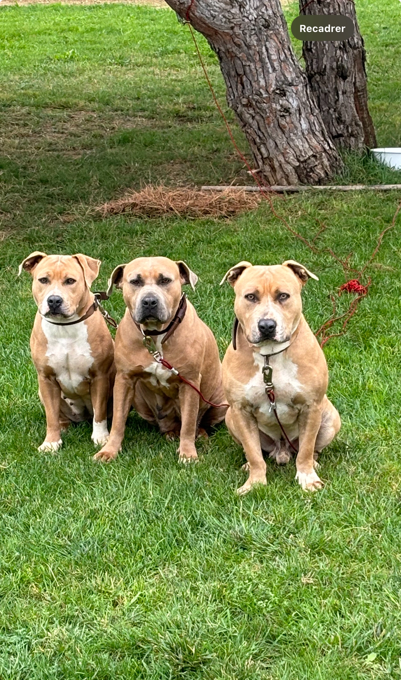 Mia et fifi  - Chemin de Torremila, Perpignan