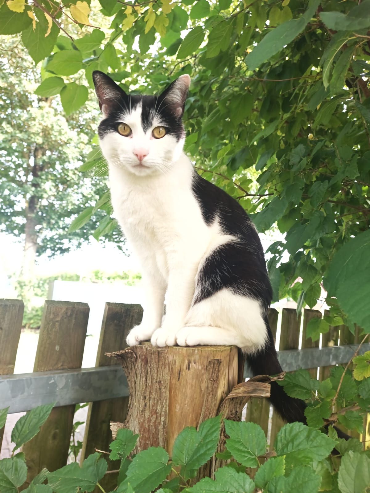 Simmerl - Mettenbacher Straße, Geisenfeld