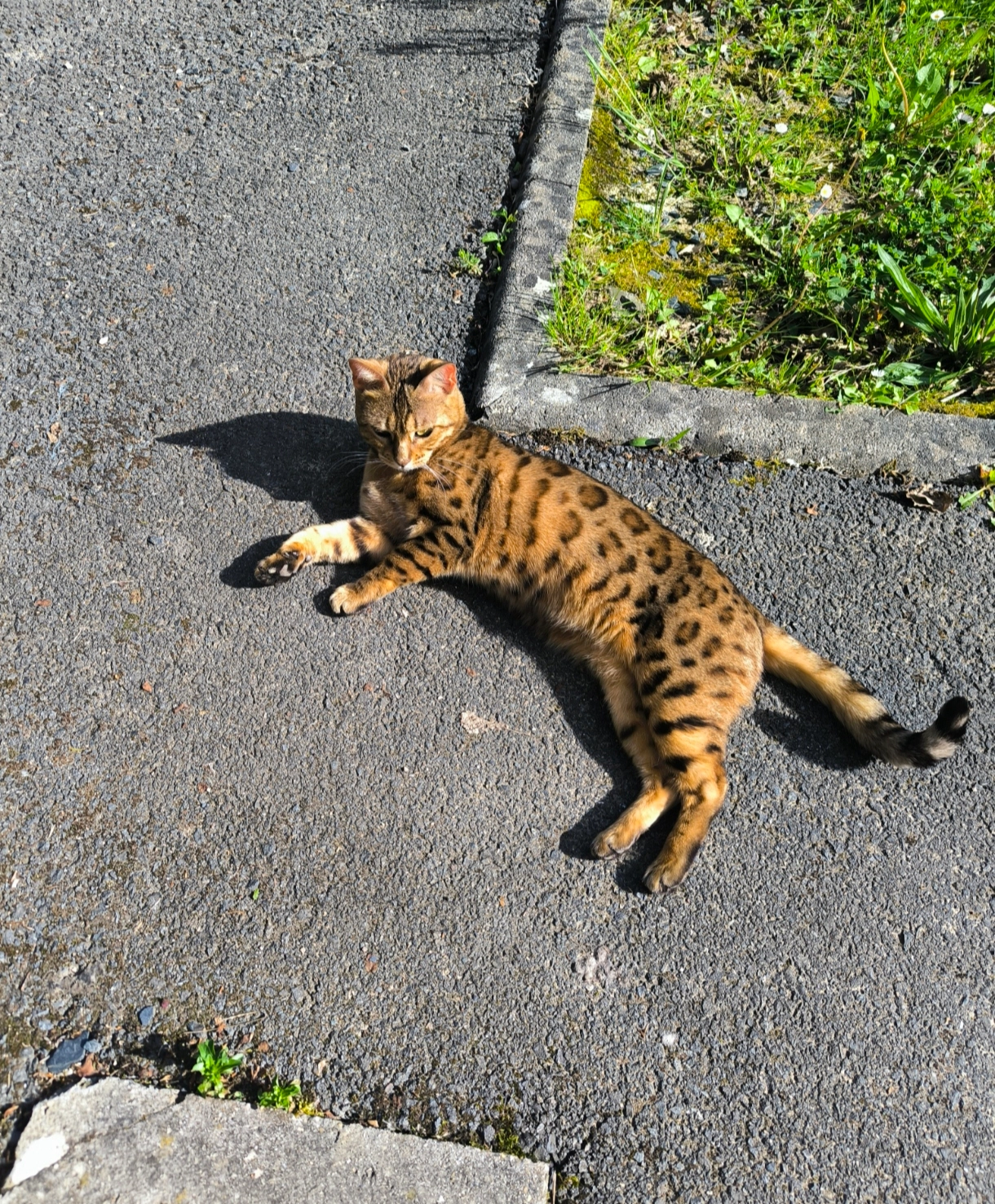 Savana - Rue du Mortier, Saint-Martin-Belle-Roche