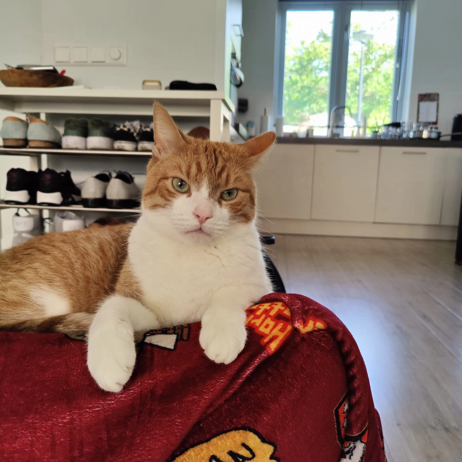 Chewie - Heintje Davidstuin, Heerhugowaard