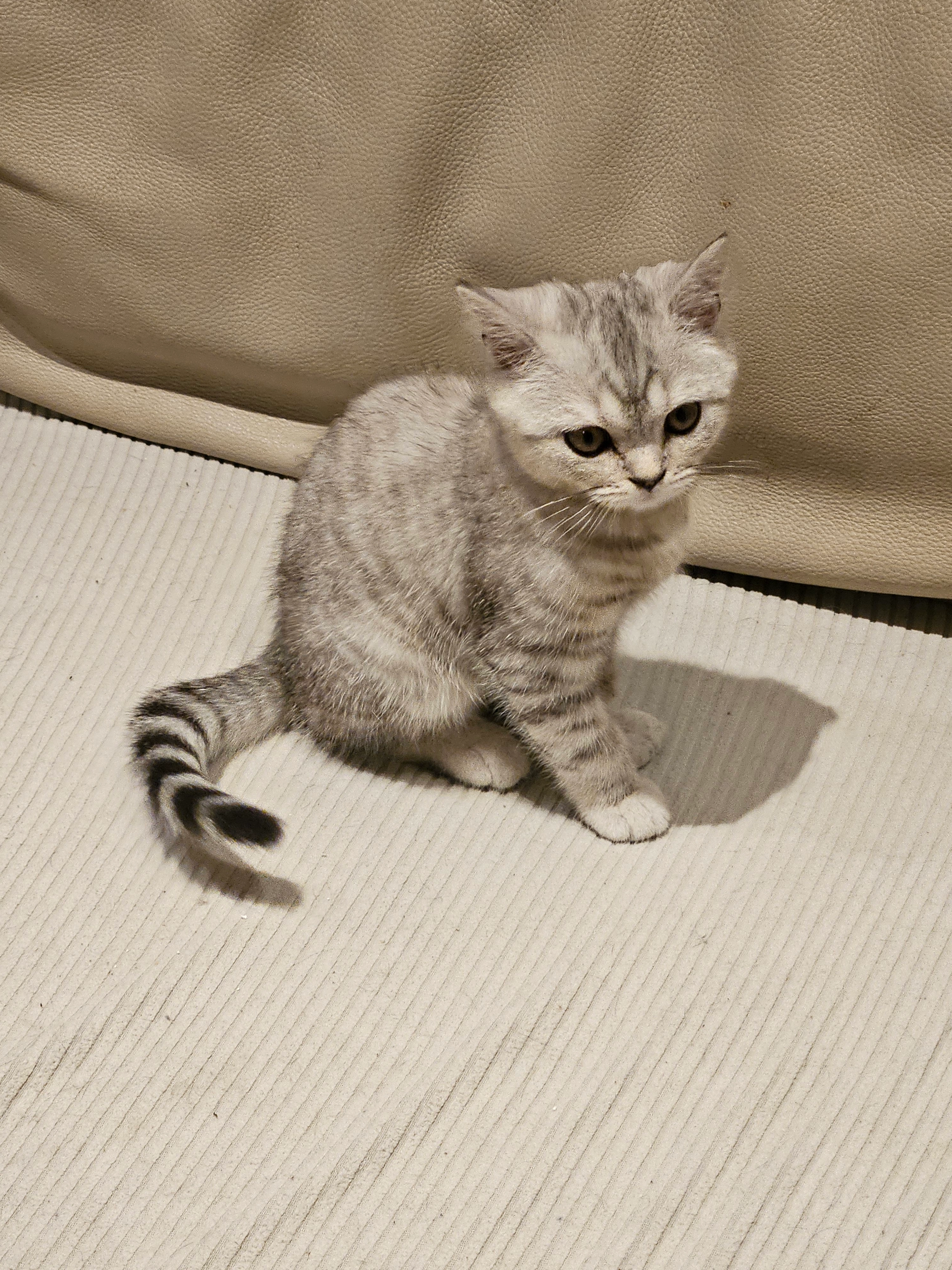 Moesty - Leopoldstraat, Menen