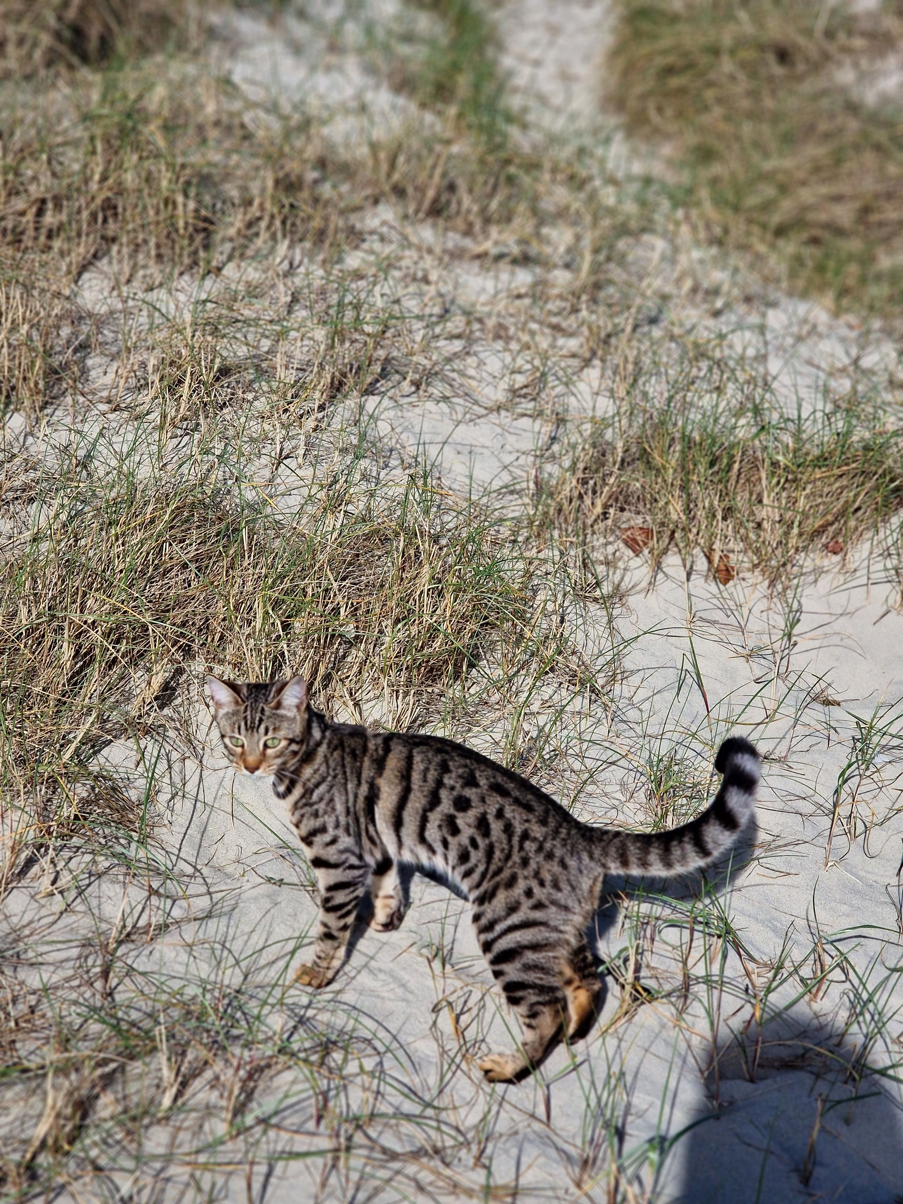 Kleo - 518 Southleigh Road, Emsworth