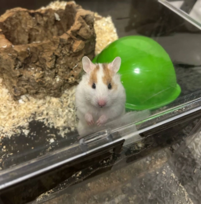 Hamster - Arentitie, Helsinki