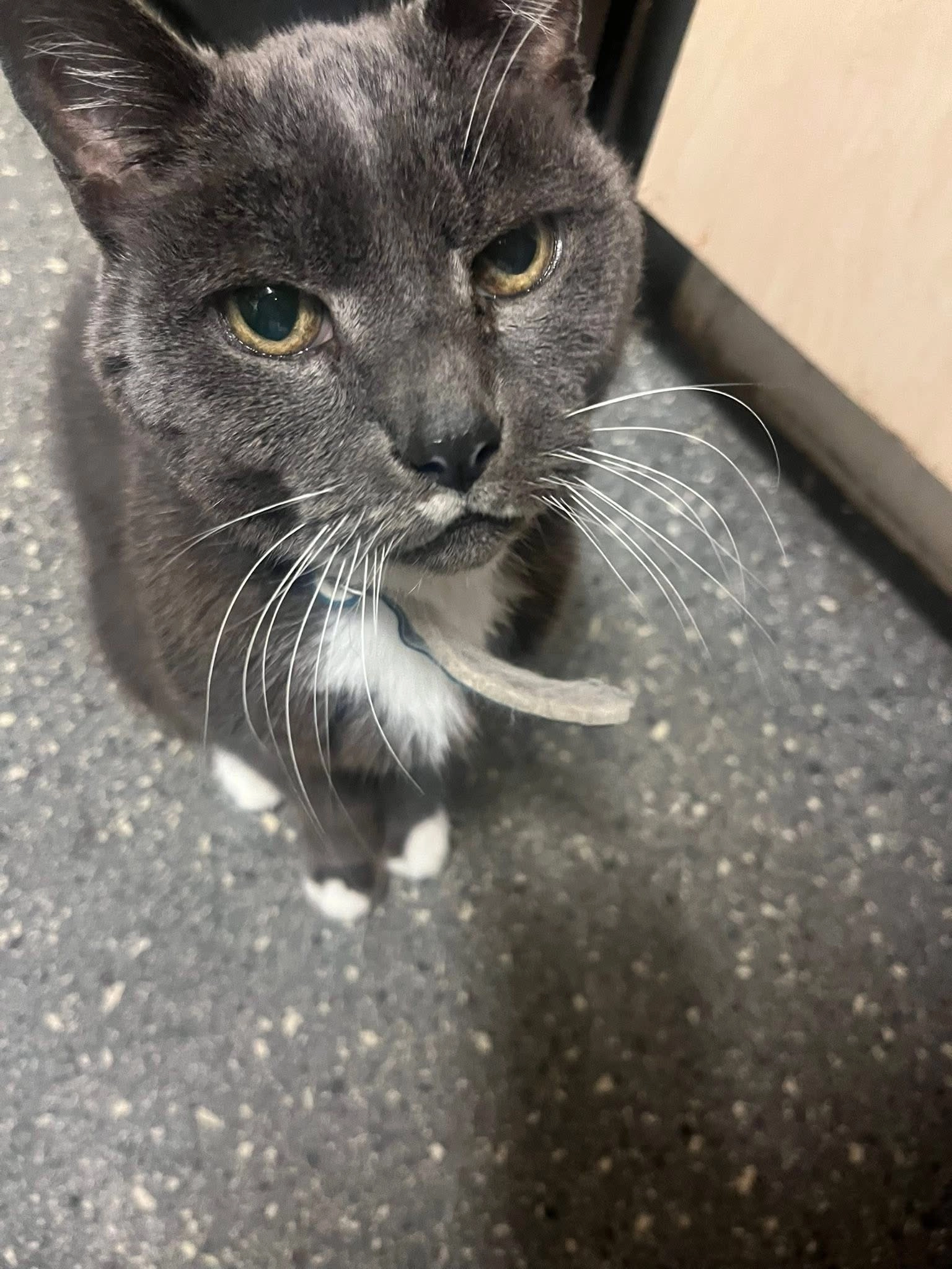 Whiskers  - B65 0, Birmingham