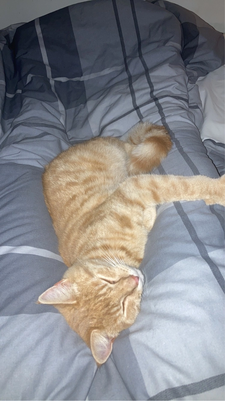 Fergus  - Carrallack Mews, Penzance