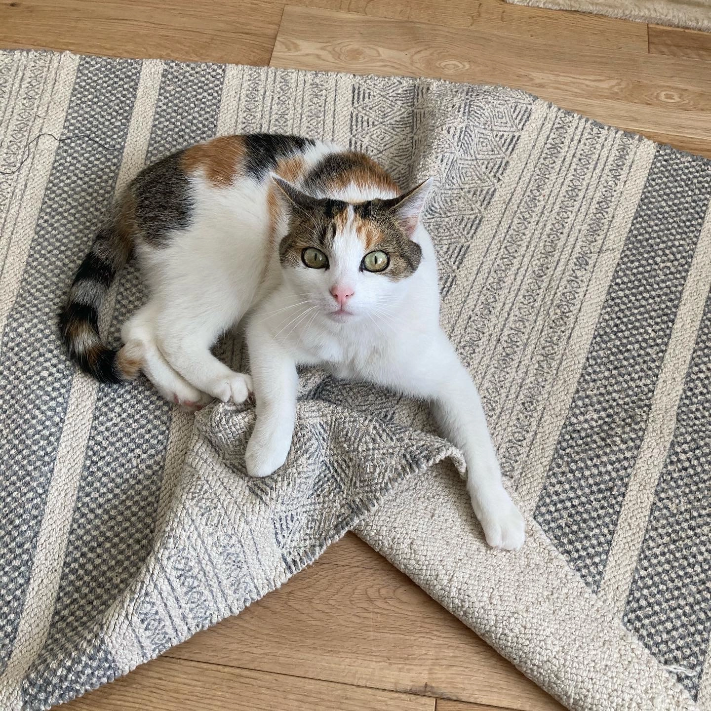 Nala - Heathervue, Greystones