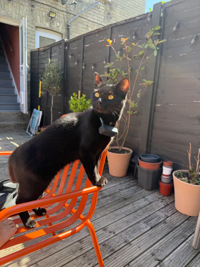 Luna - Inverton Road, London