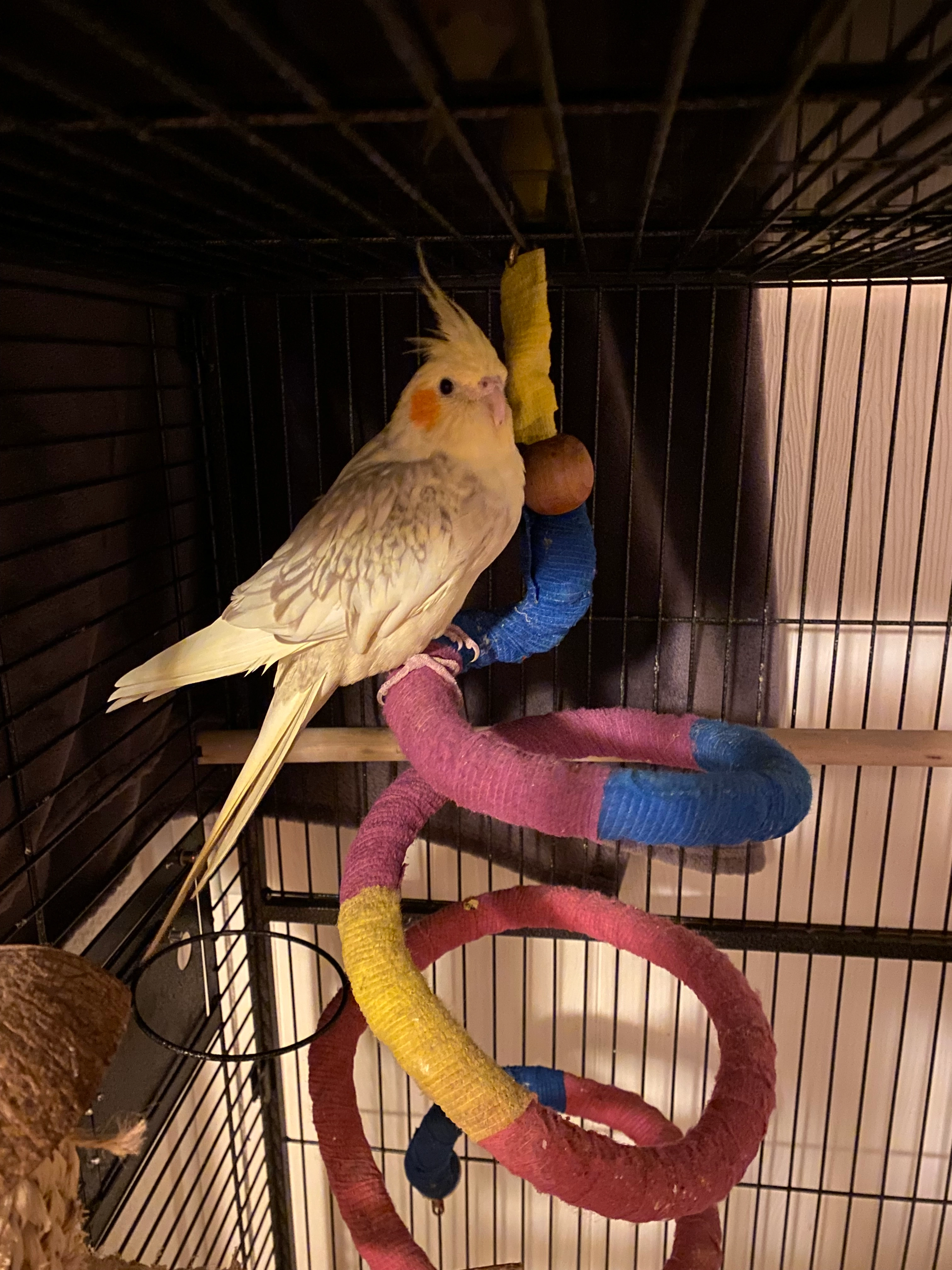 Pearl - PE32 1PX, King's Lynn