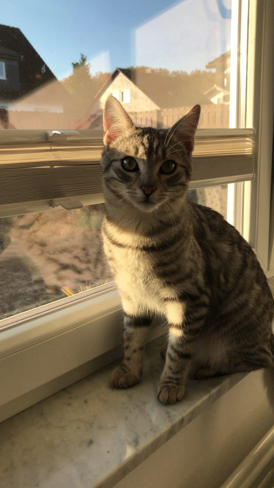 Mozart - 63674, Altenstadt