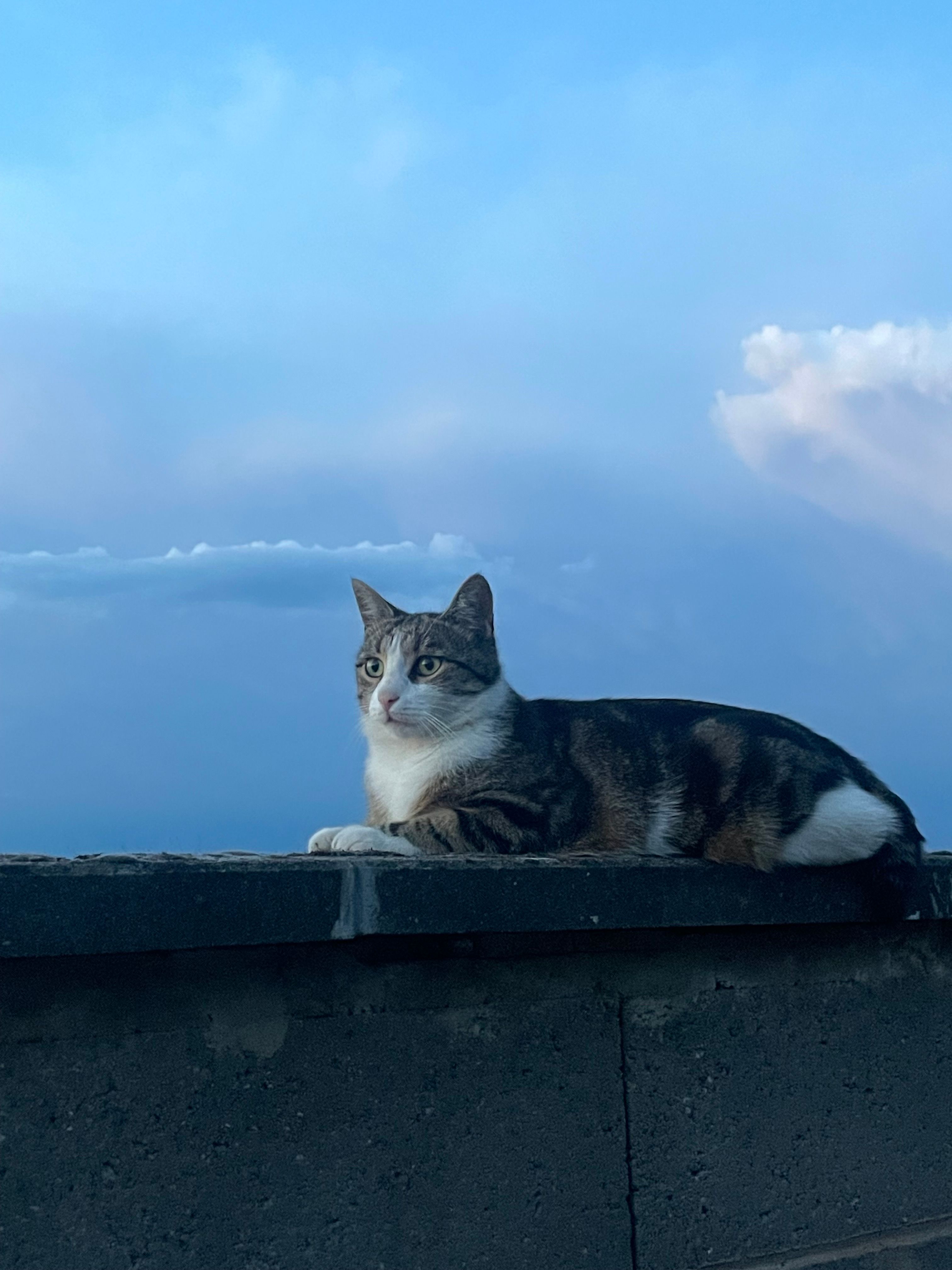 Canaille - 6 Rue de l'Aigle, Haguenau