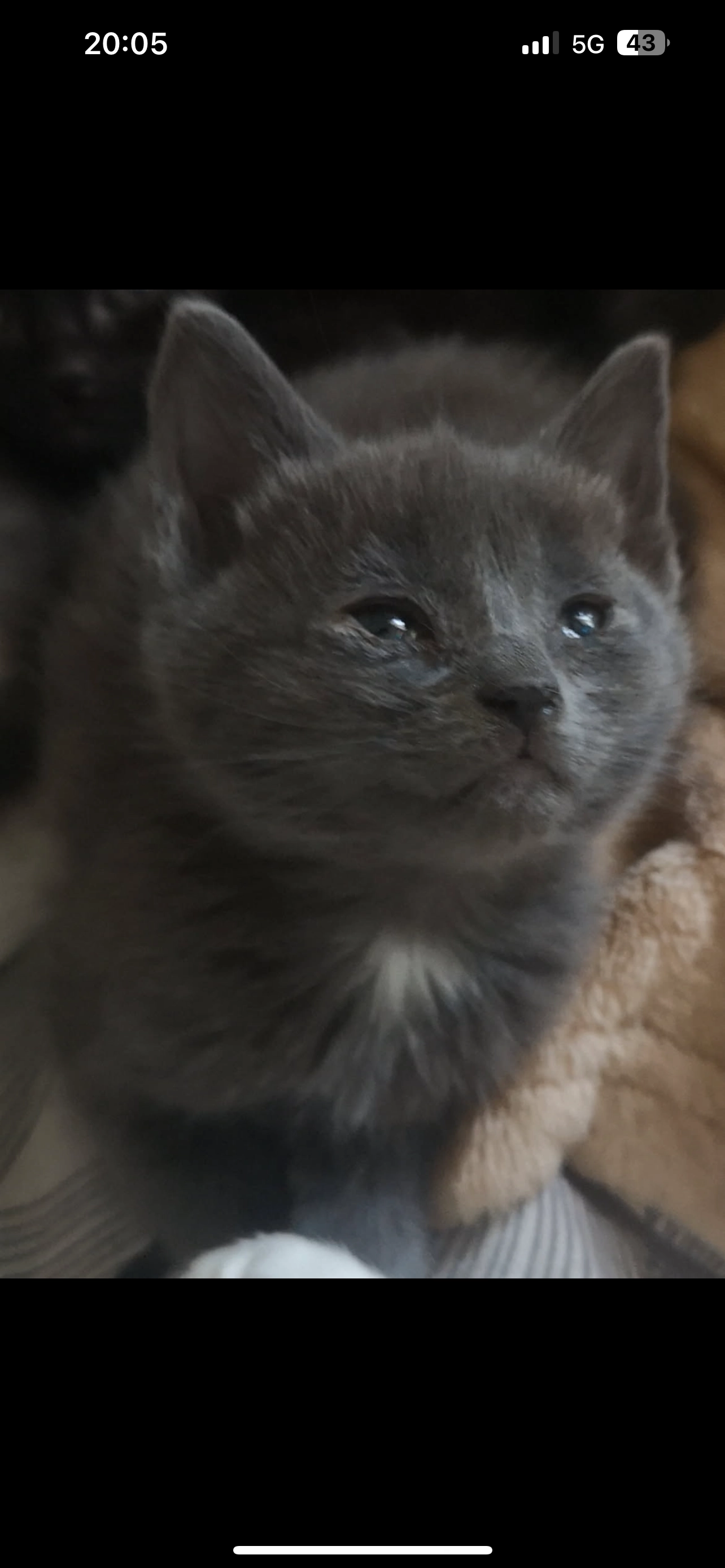 Freya  - Rue Du Chaufour, Lunéville