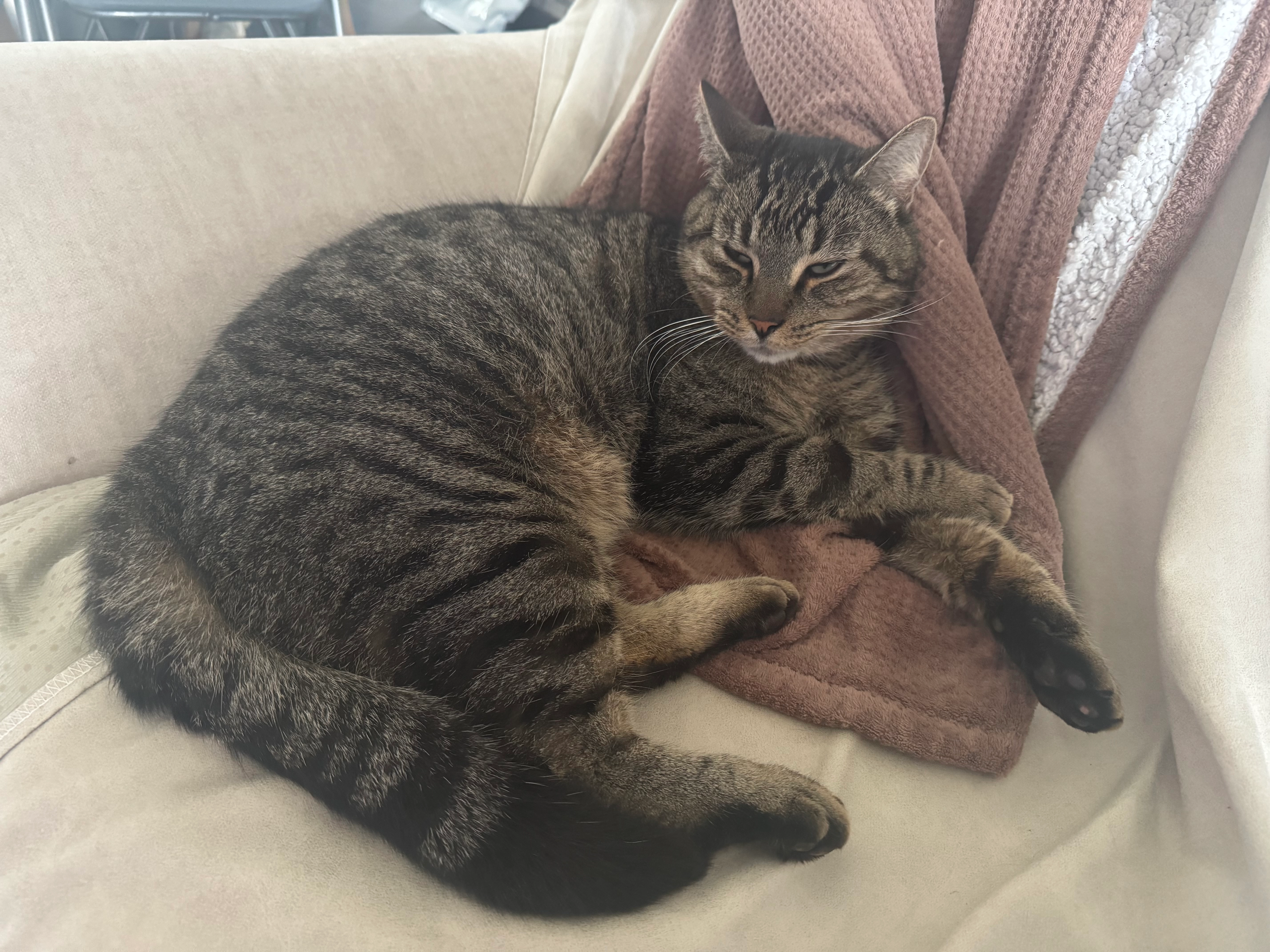 Pompon - Rue des Nonains, Auneau-Bleury-Saint-Symphorien