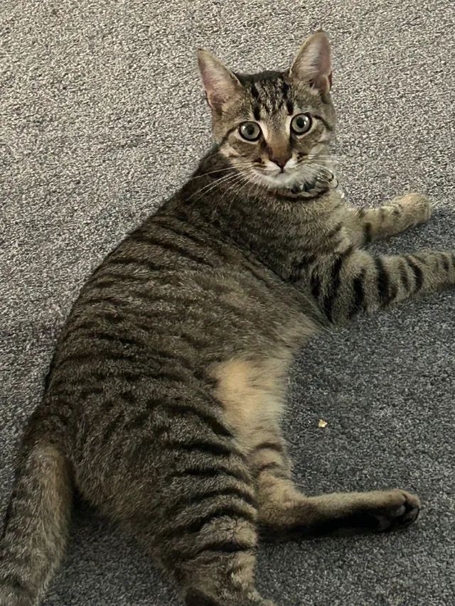 Gus - Ferndown Close, Basingstoke