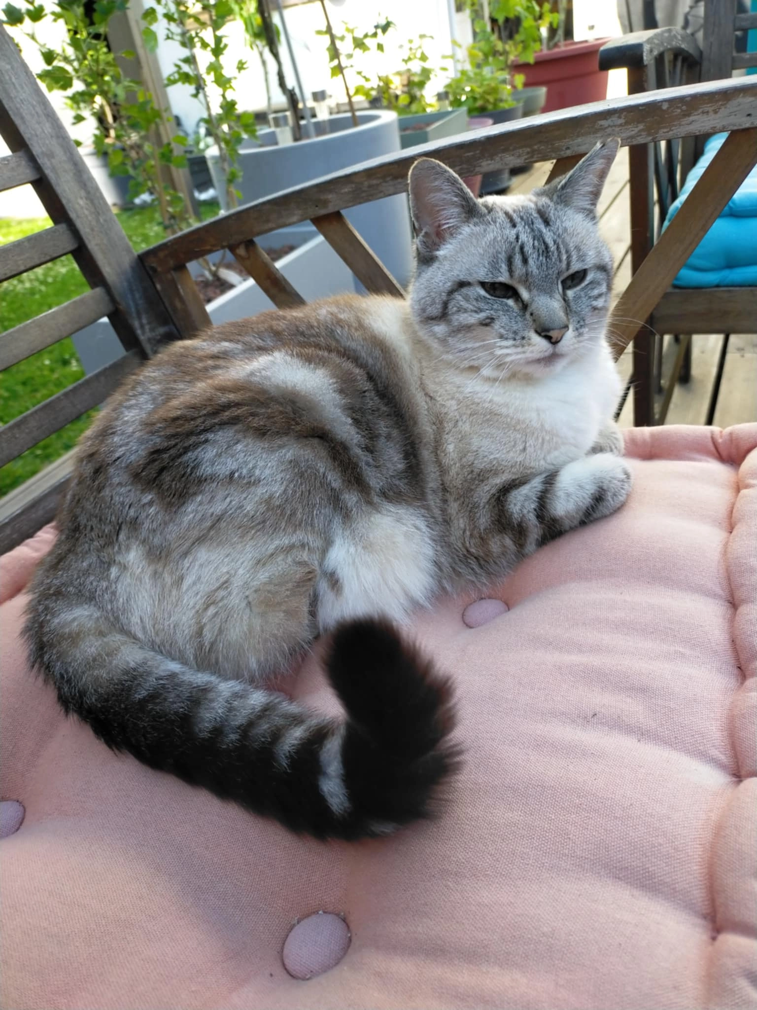 Saucisse - 6 Rue Saint-Exupéry, Lanester