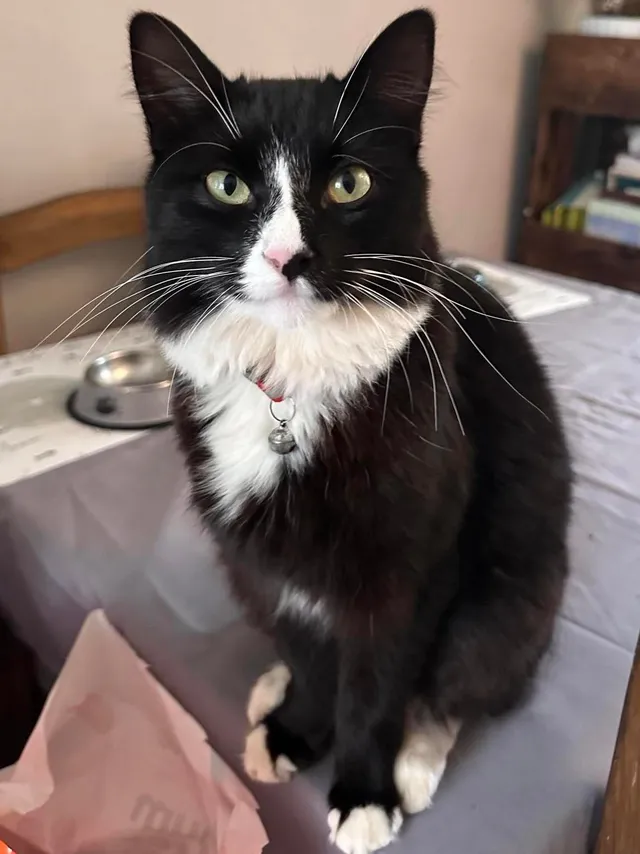 Figaro  - Fordh Lacey, Camborne