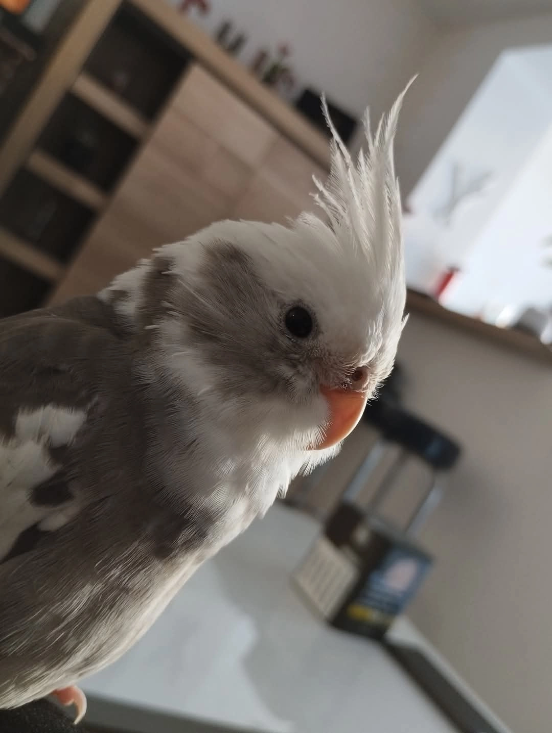 Punky - Rue De La Commune De Paris, Calais