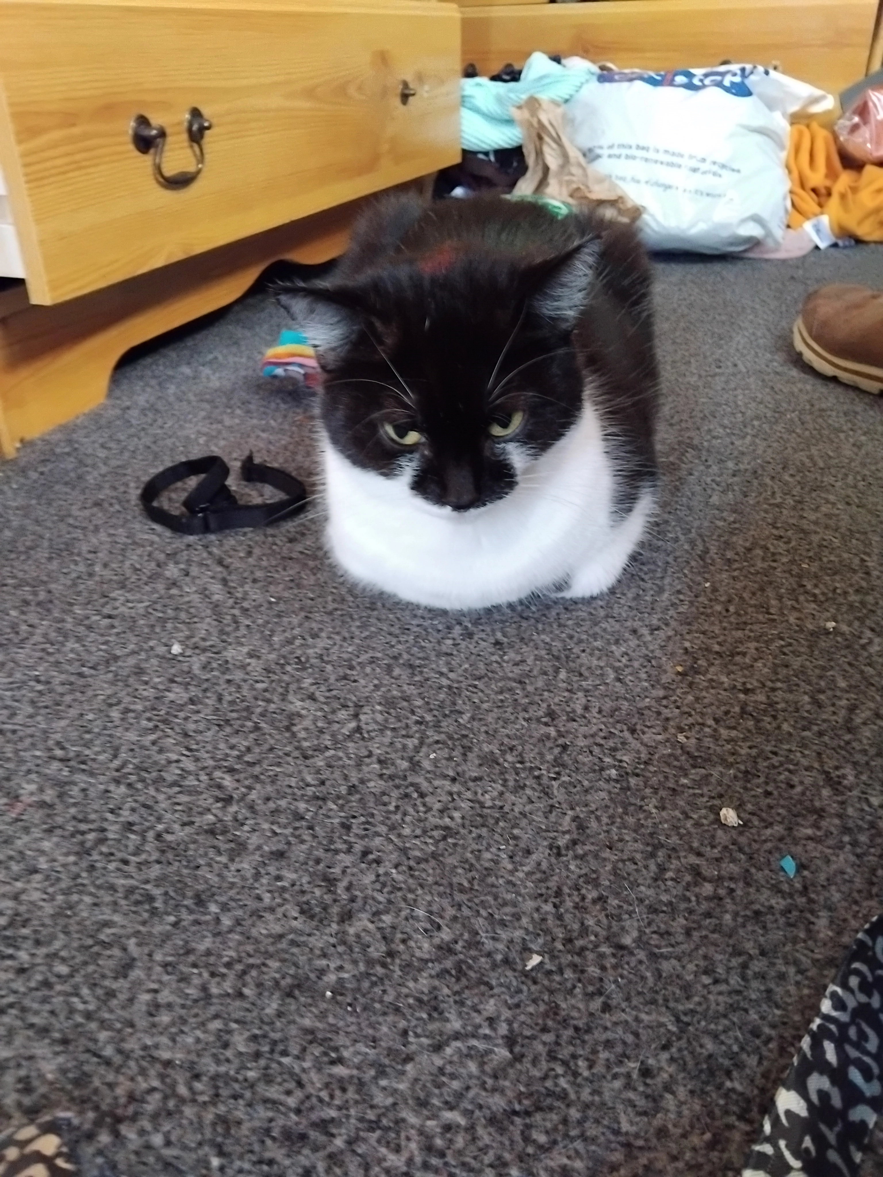 Luna - Peasholm Avenue, Scarborough