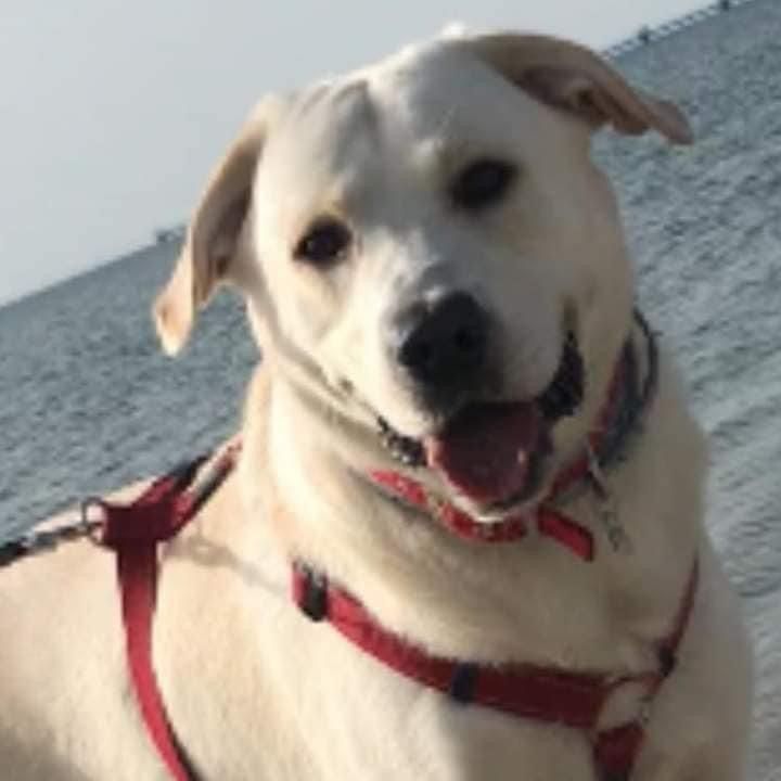 Valentino - Έξοδος Λάκωμα, Κάτω Σχολάρι