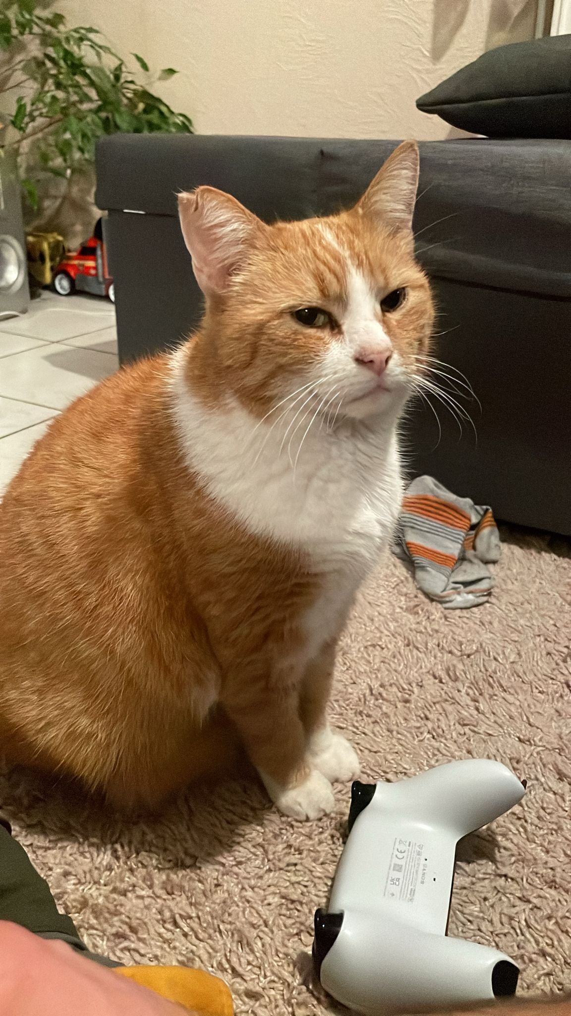 Linus - Neuer Grund, Meppen