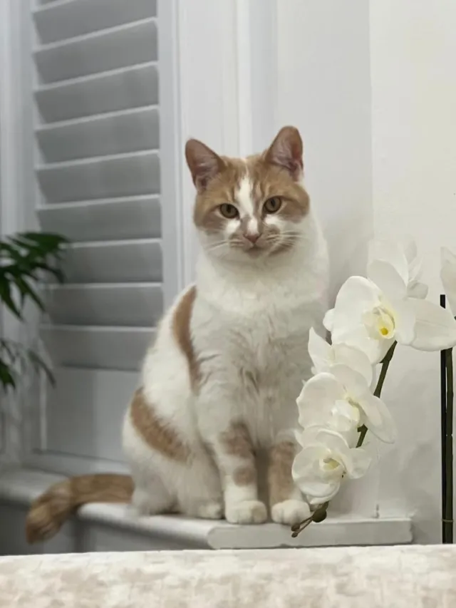 mia - Kenwood Road, London