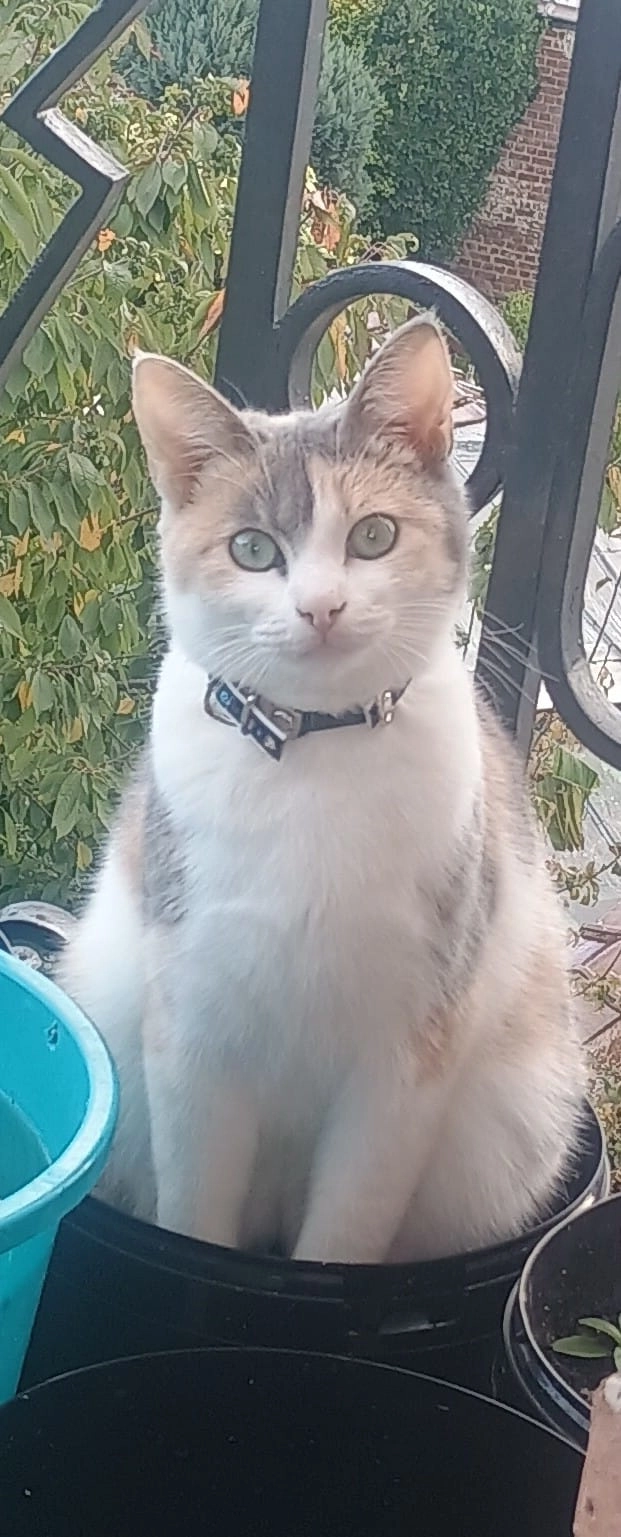 luna - Calle Fortaleza Alta, Vélez-Málaga