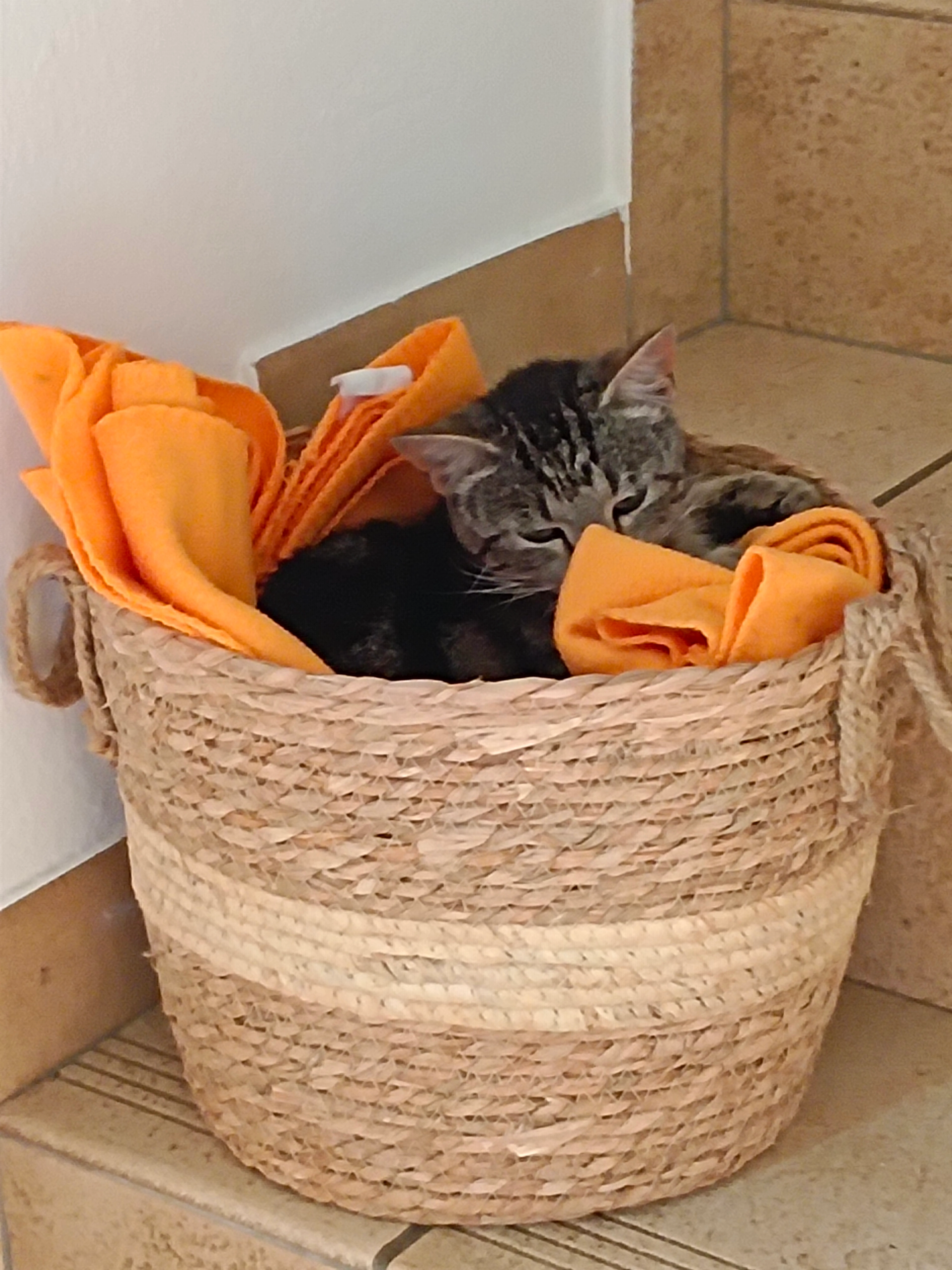 Ozzi - Woitsch, Liebenfels