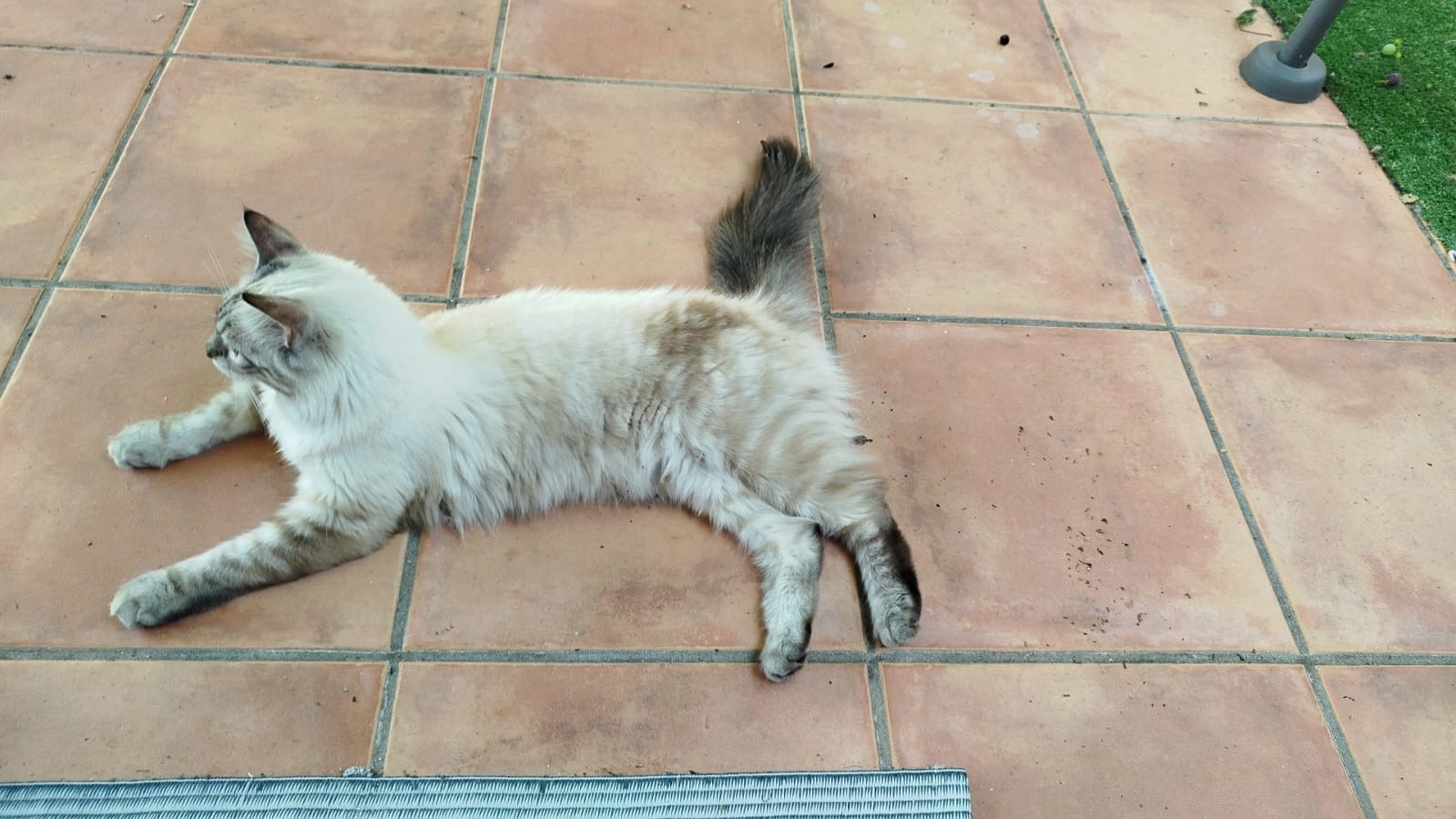 Gnokie - 12 Rue Rabelais, Auch