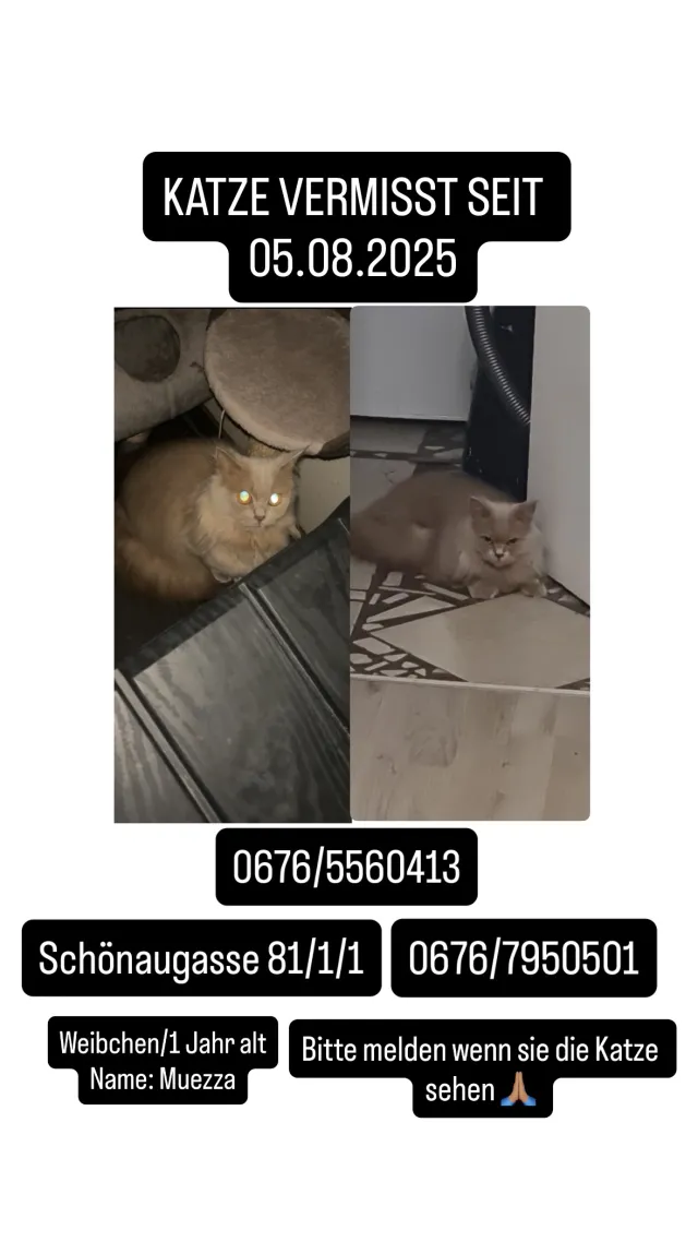 muezza - Schönaugasse 81, Graz