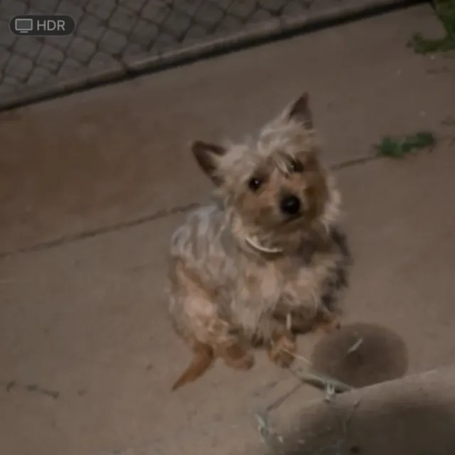 Charlie - 447 N Hazard Ave, Los Angeles