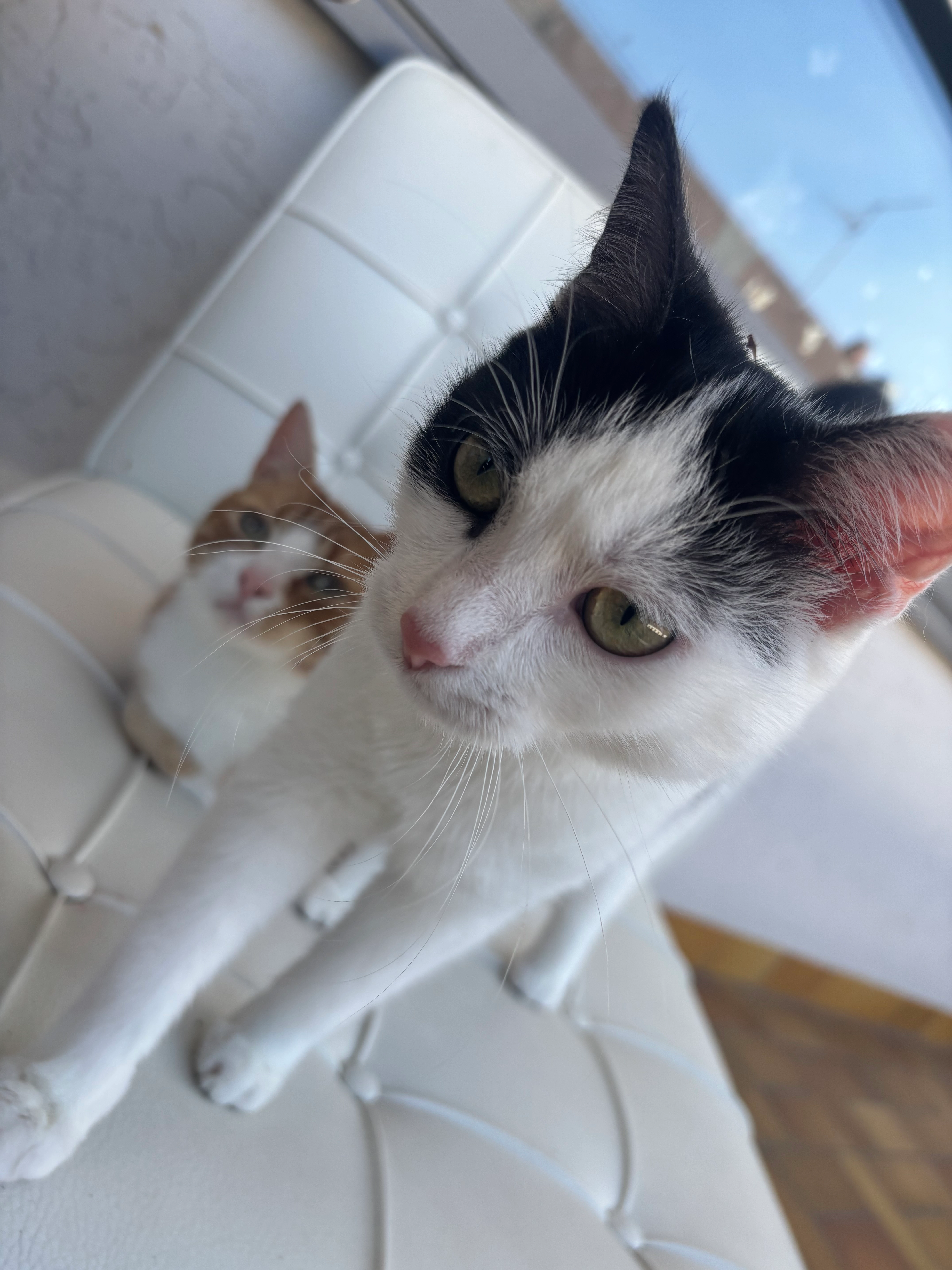 Lina - Tränkgasse, Landscheid