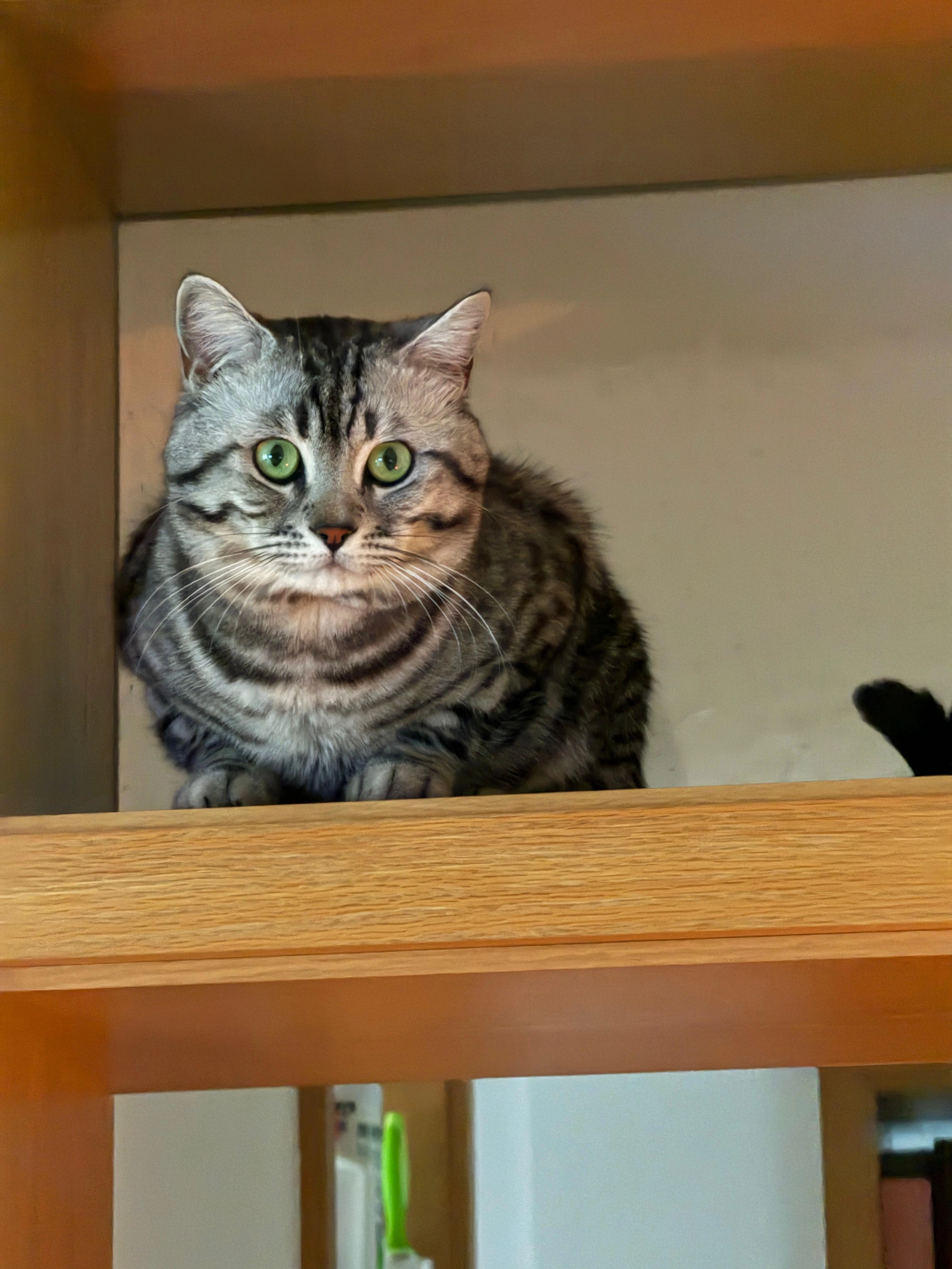 Simba - Josef-Götz-Straße, Landshut