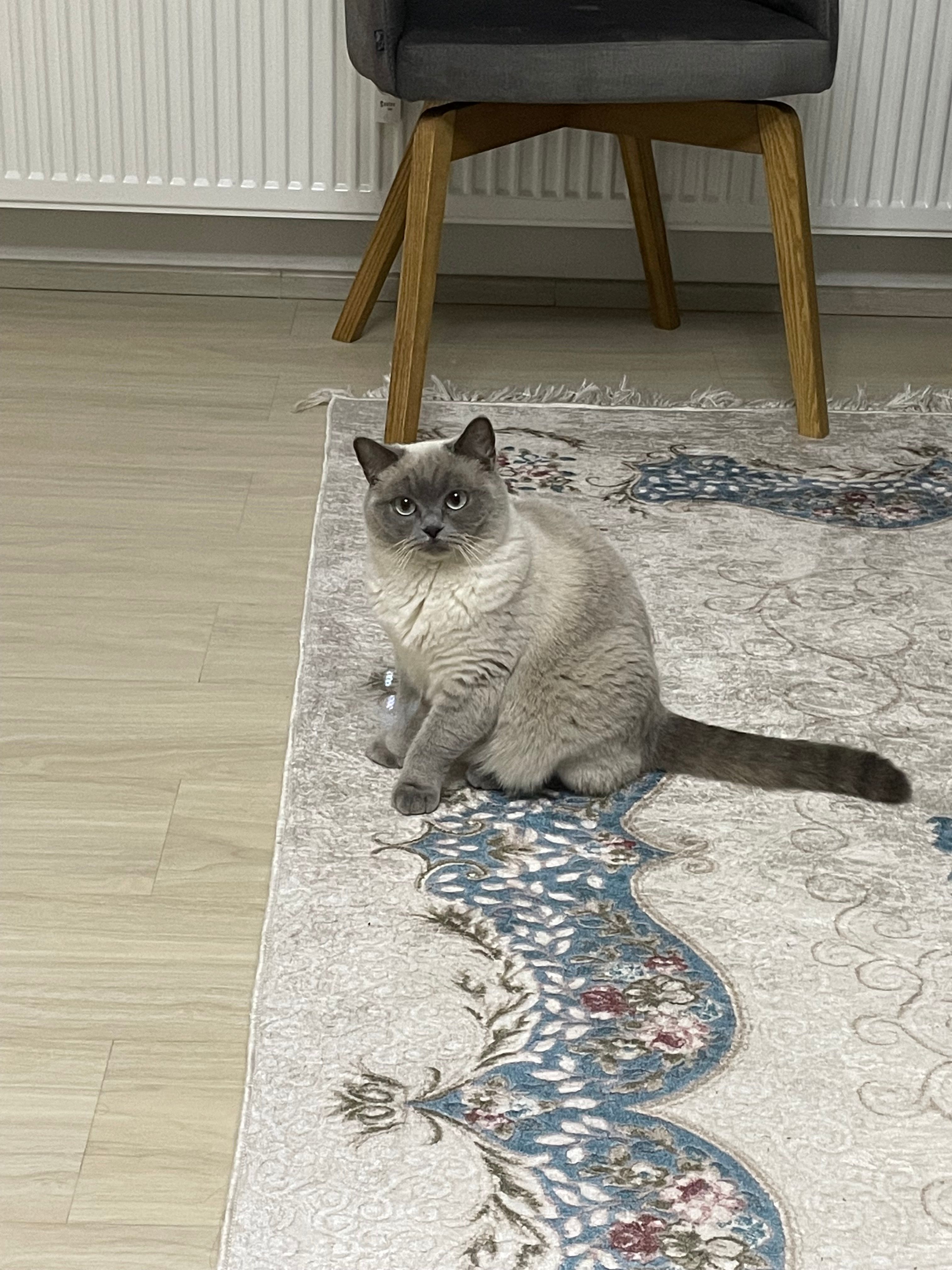 Akira - Dittelbrunner Straße, Schweinfurt