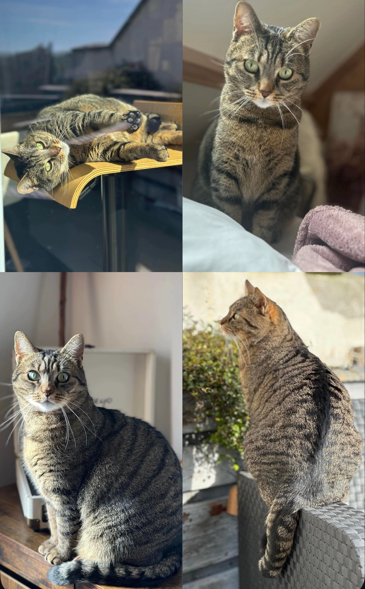 Luna - Rue Du Général De Gaulle, Saint-Augustin