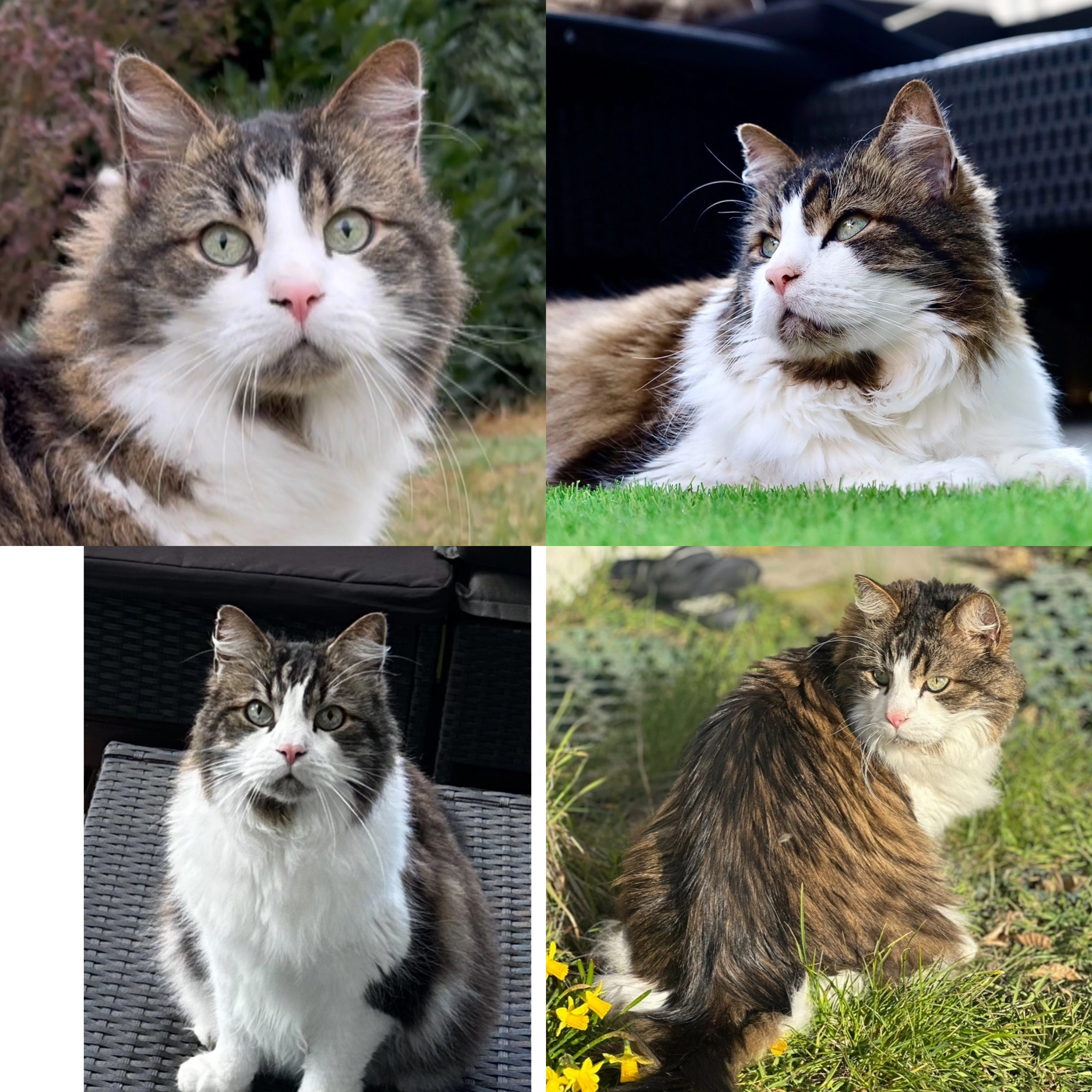 Django - Jean-Calas-Weg , Berlin