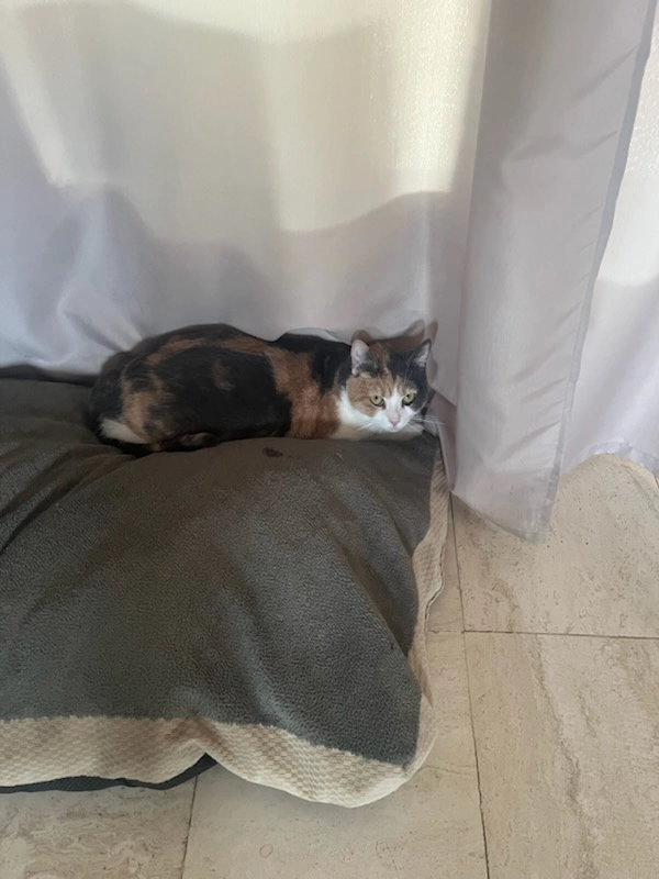 THYA - Rue de la Croix Rolland, L'Abergement-Sainte-Colombe