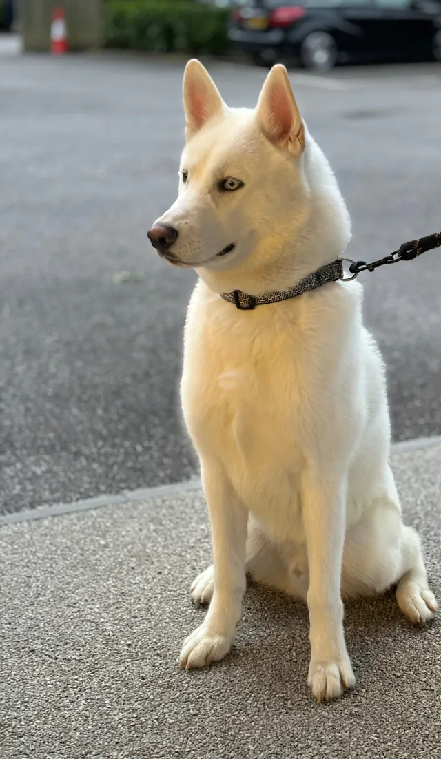 Zane - Battersea, London