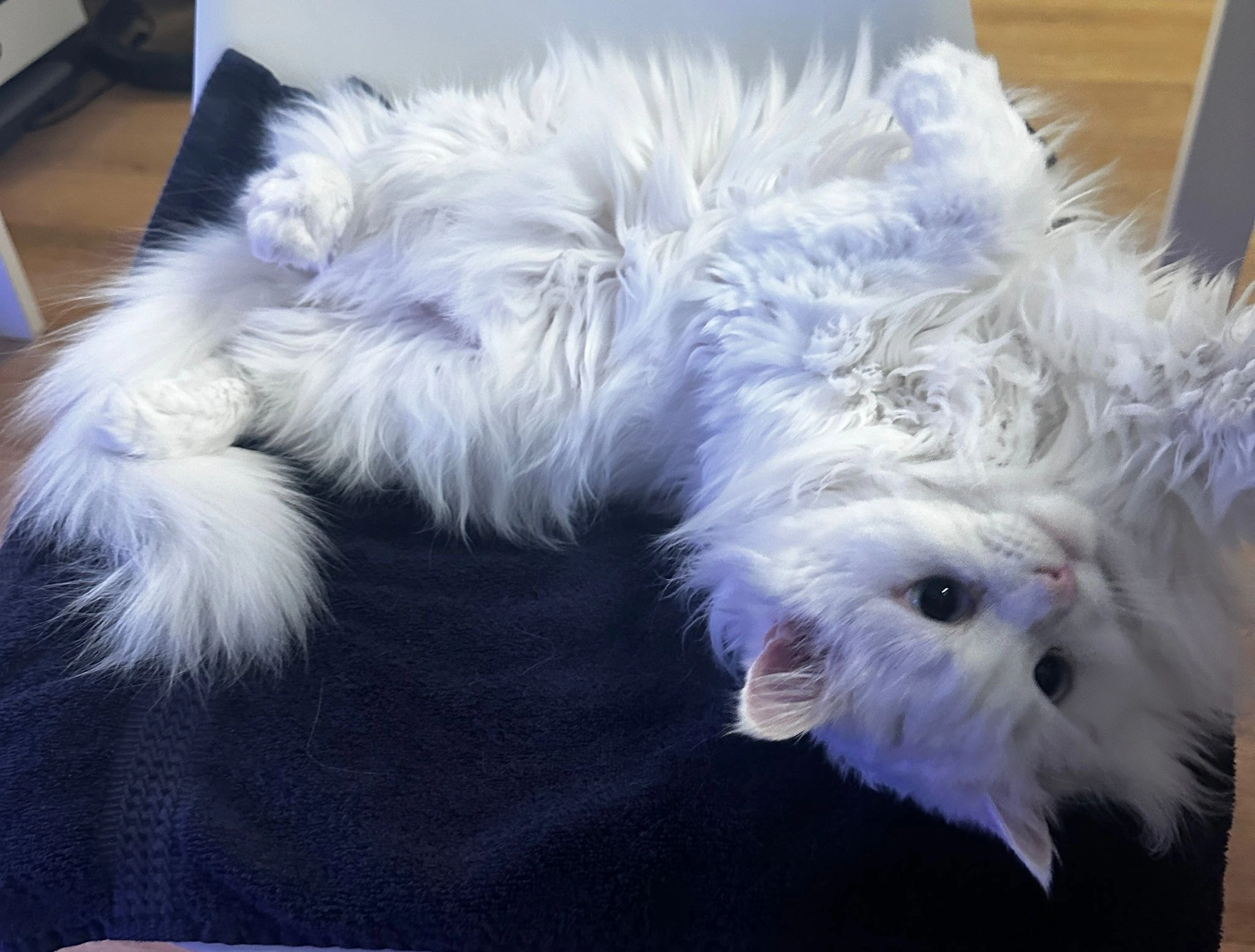 Miu - Listrighöhe, Emmen