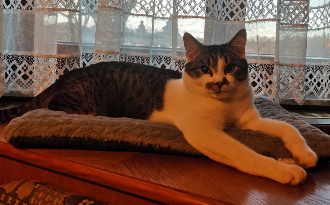 Tommy - Reichsstraße, Straß in Steiermark