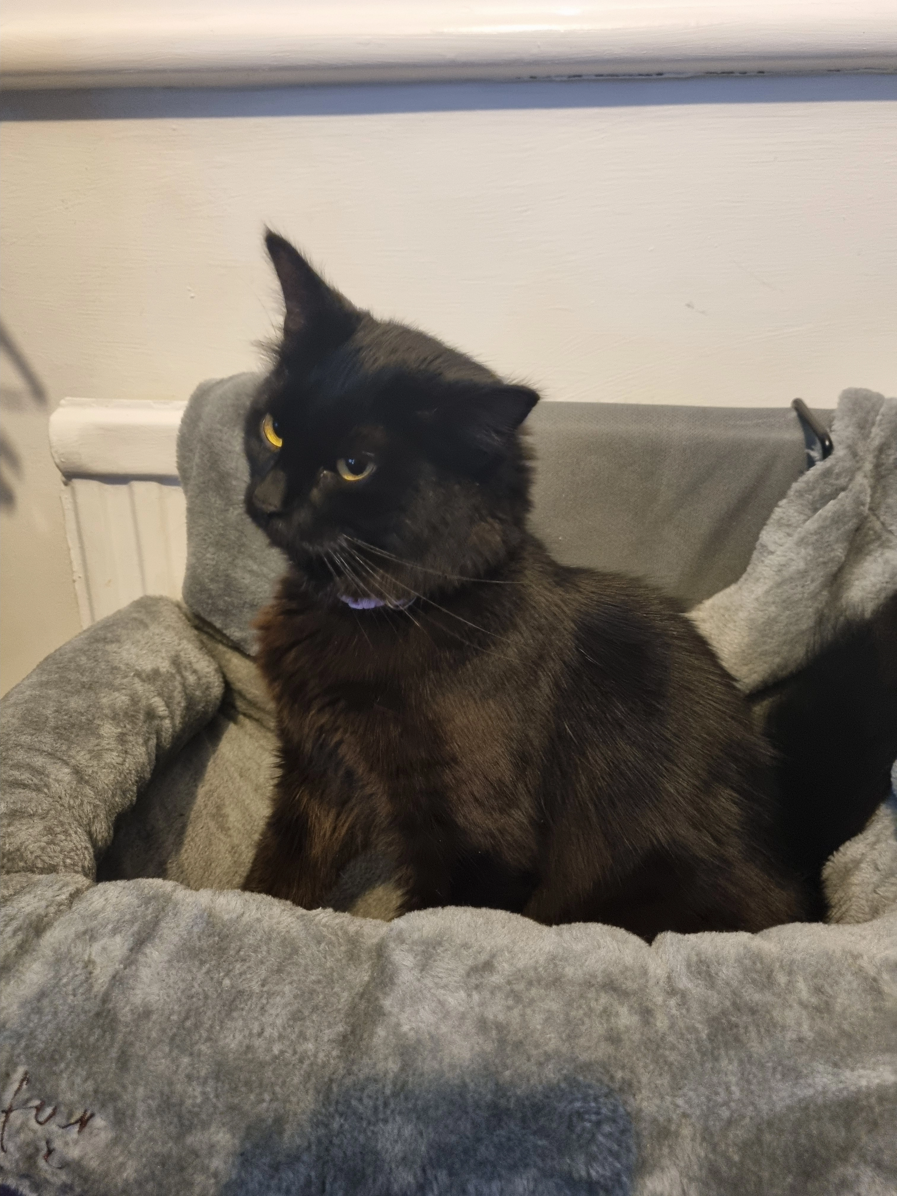 Celine - Fairleigh Drive, Leigh-on-Sea