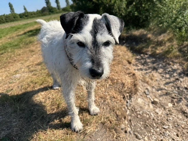 Skye - Black Mixen Forest radnorshire, Presteigne
